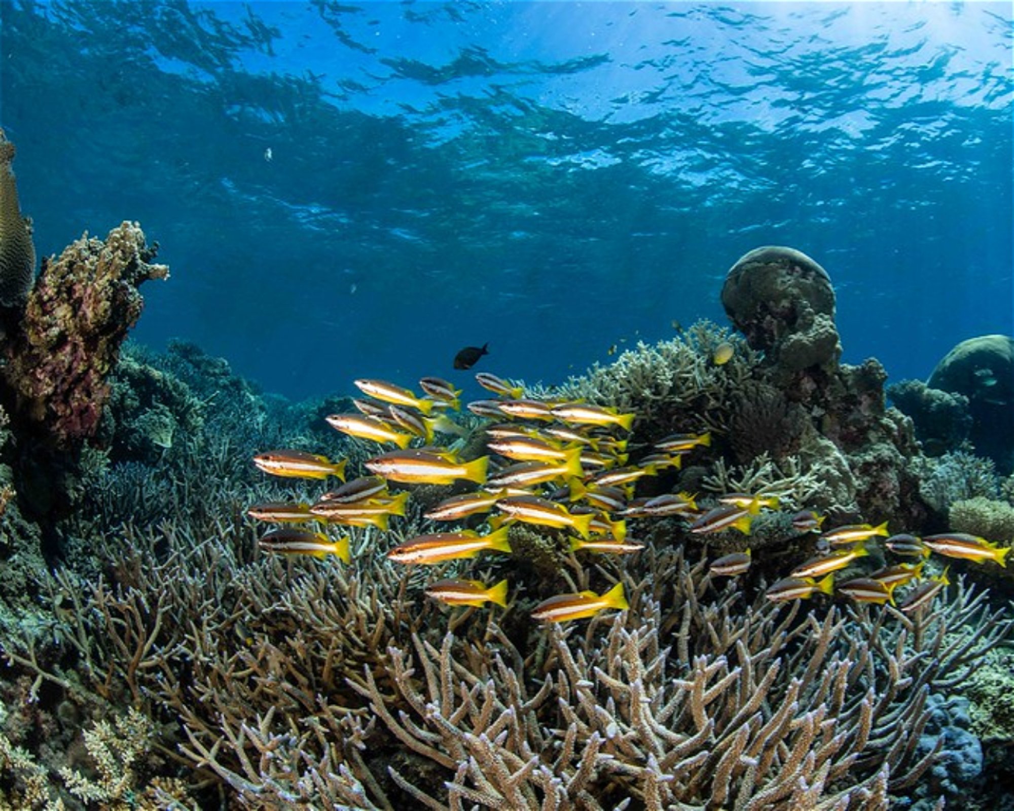 REEF SAFARI FIJI, 0000 NADI