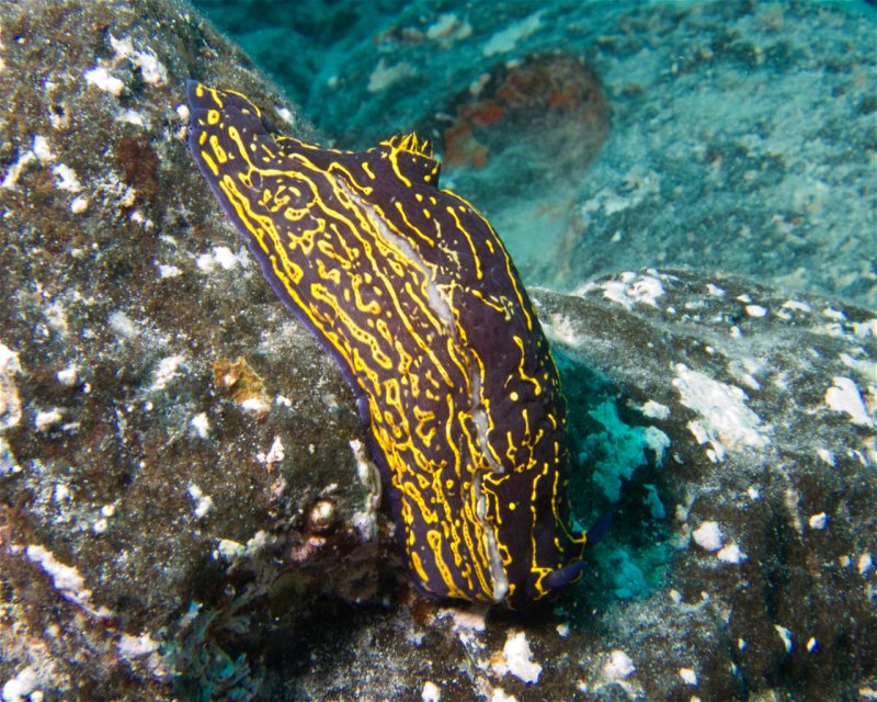 Divesite Image