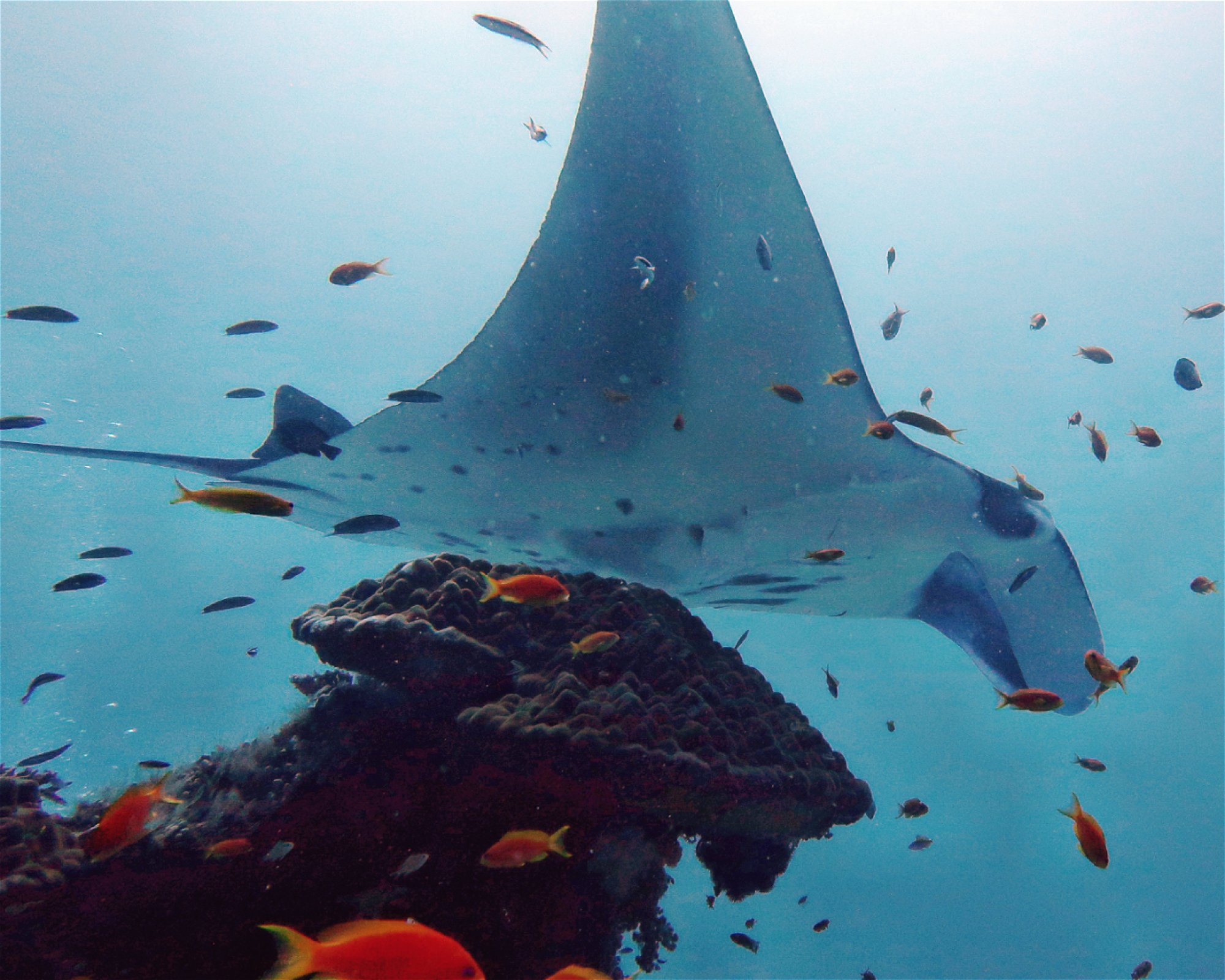 DivePoint Meedhupparu, 960 Meedhupparu