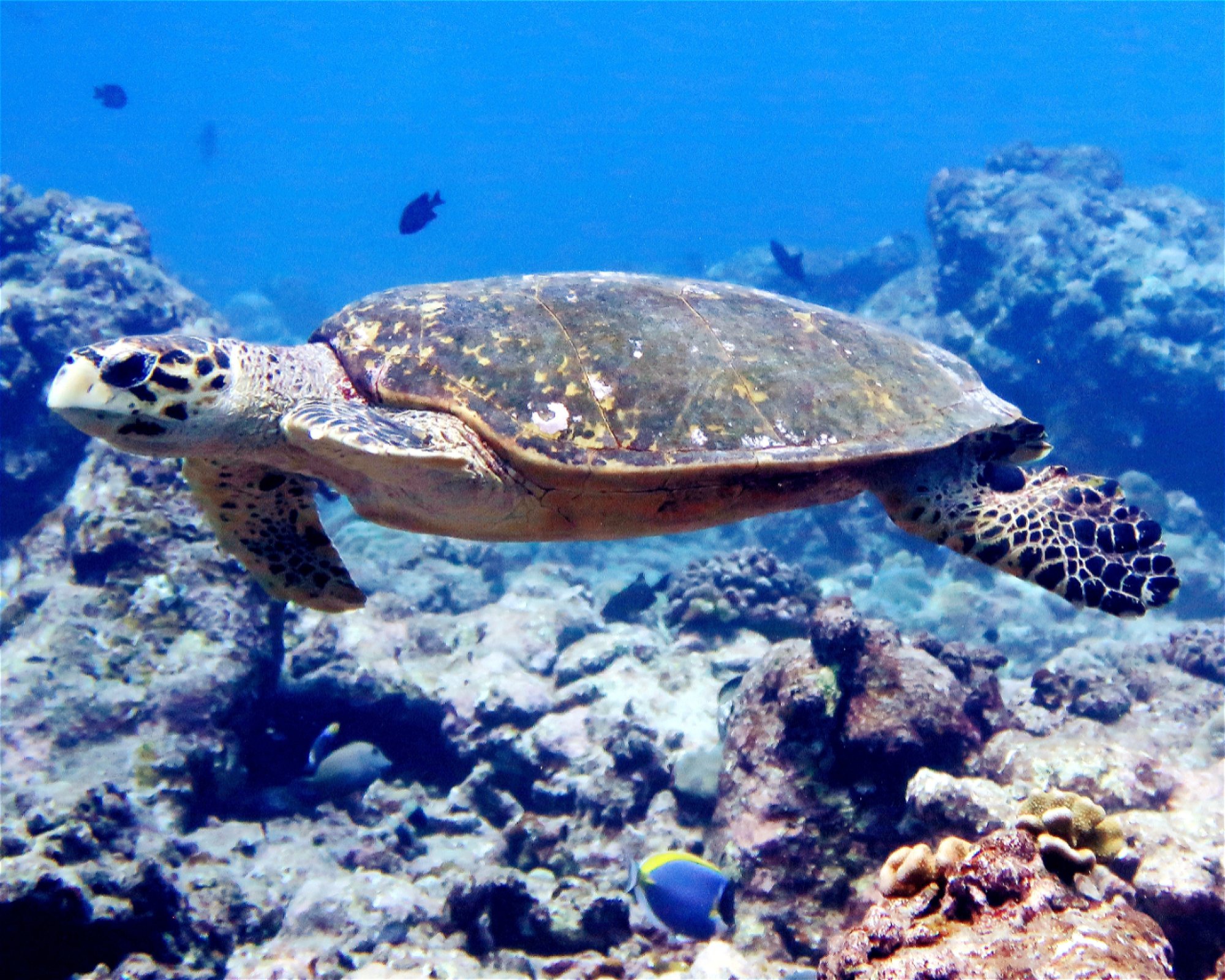 DivePoint Meedhupparu, 960 Meedhupparu