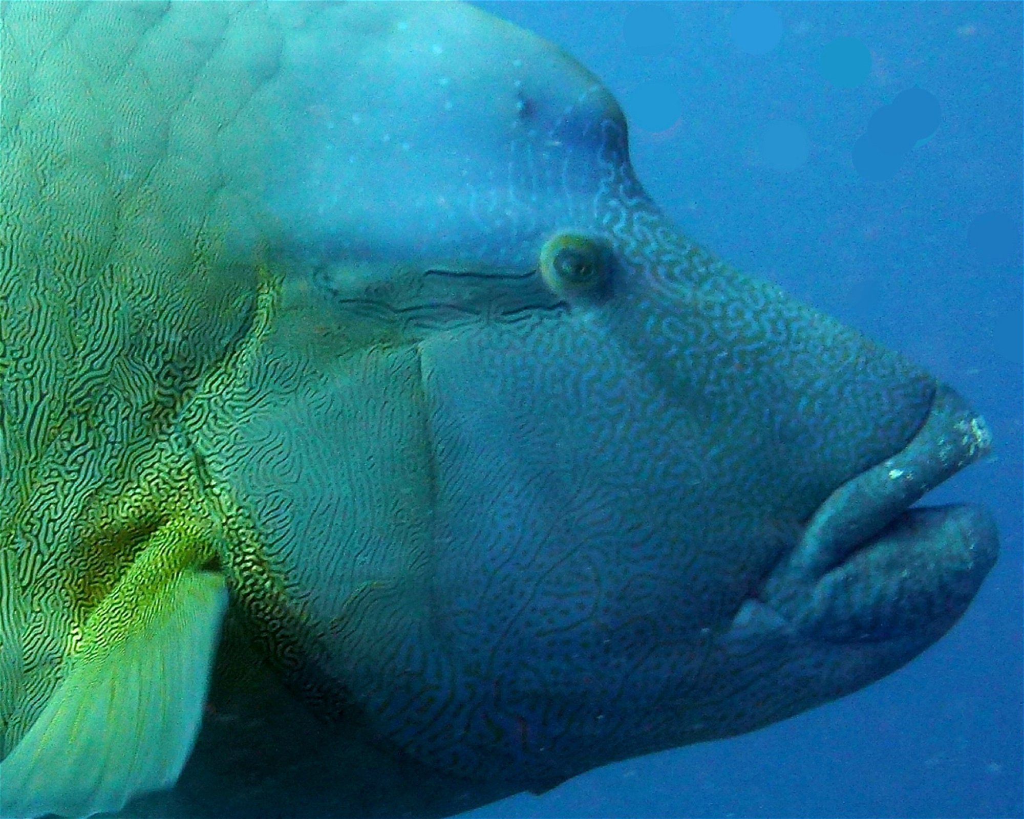 DivePoint Meedhupparu, 960 Meedhupparu