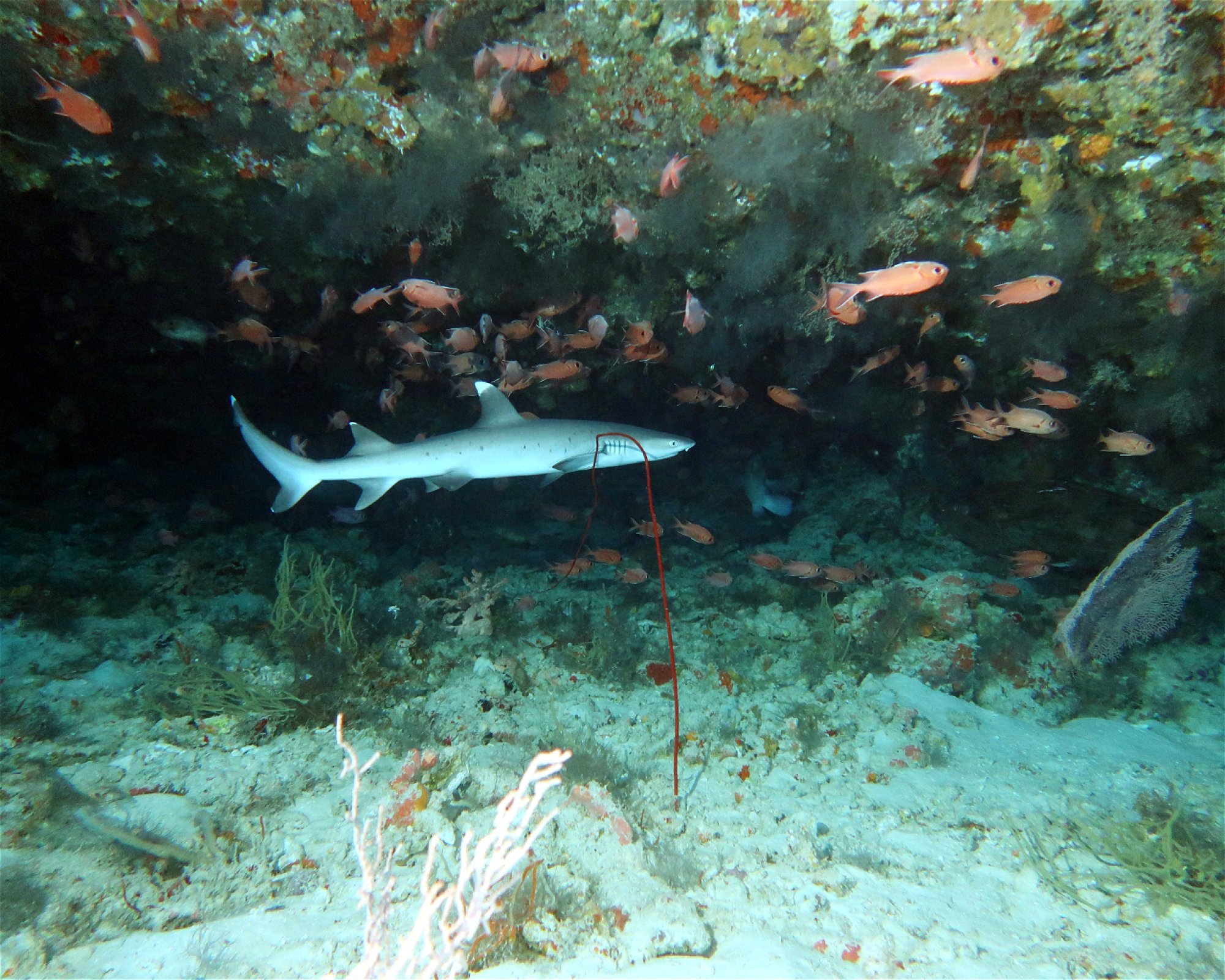 DivePoint Meedhupparu, 960 Meedhupparu