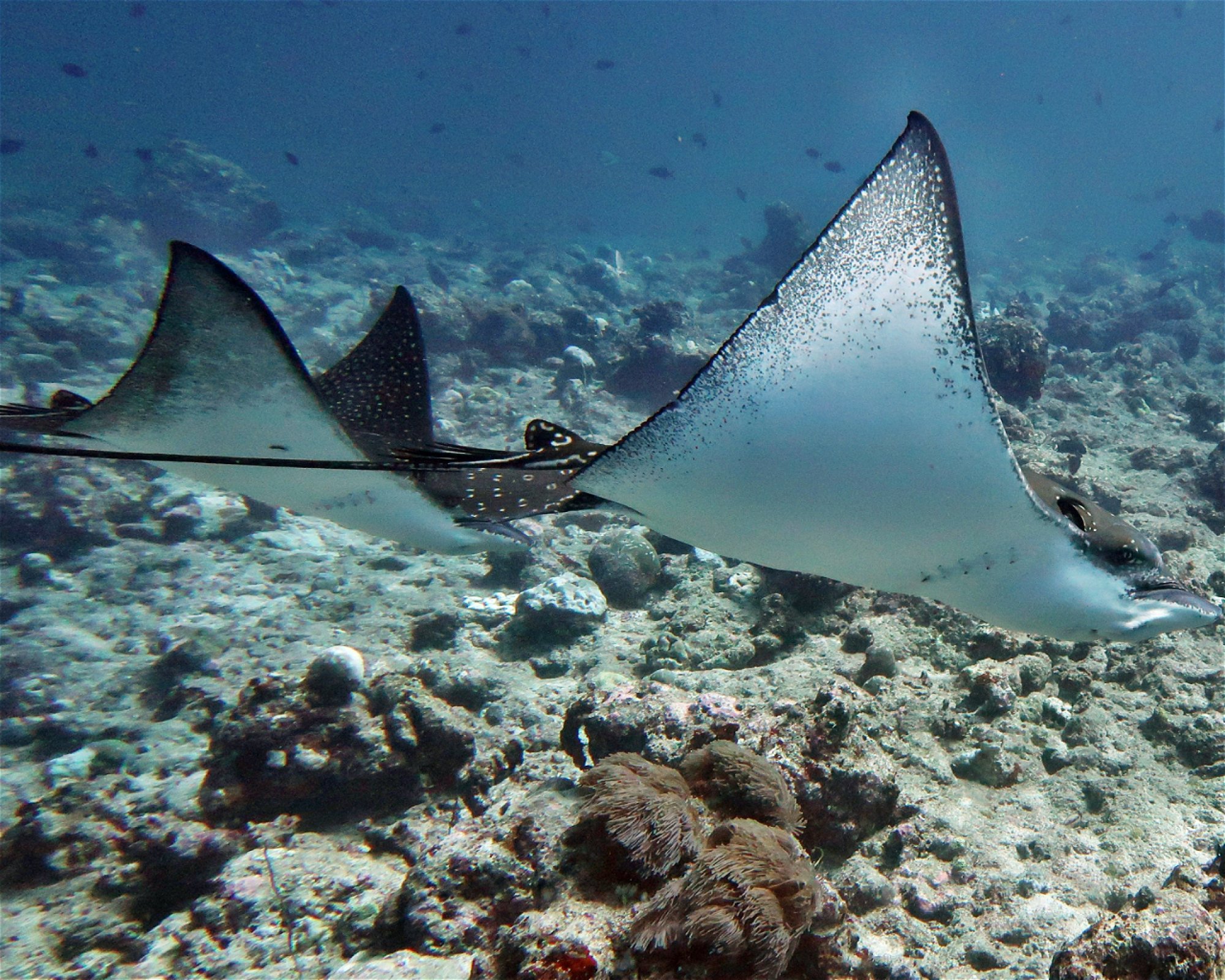DivePoint Meedhupparu, 960 Meedhupparu