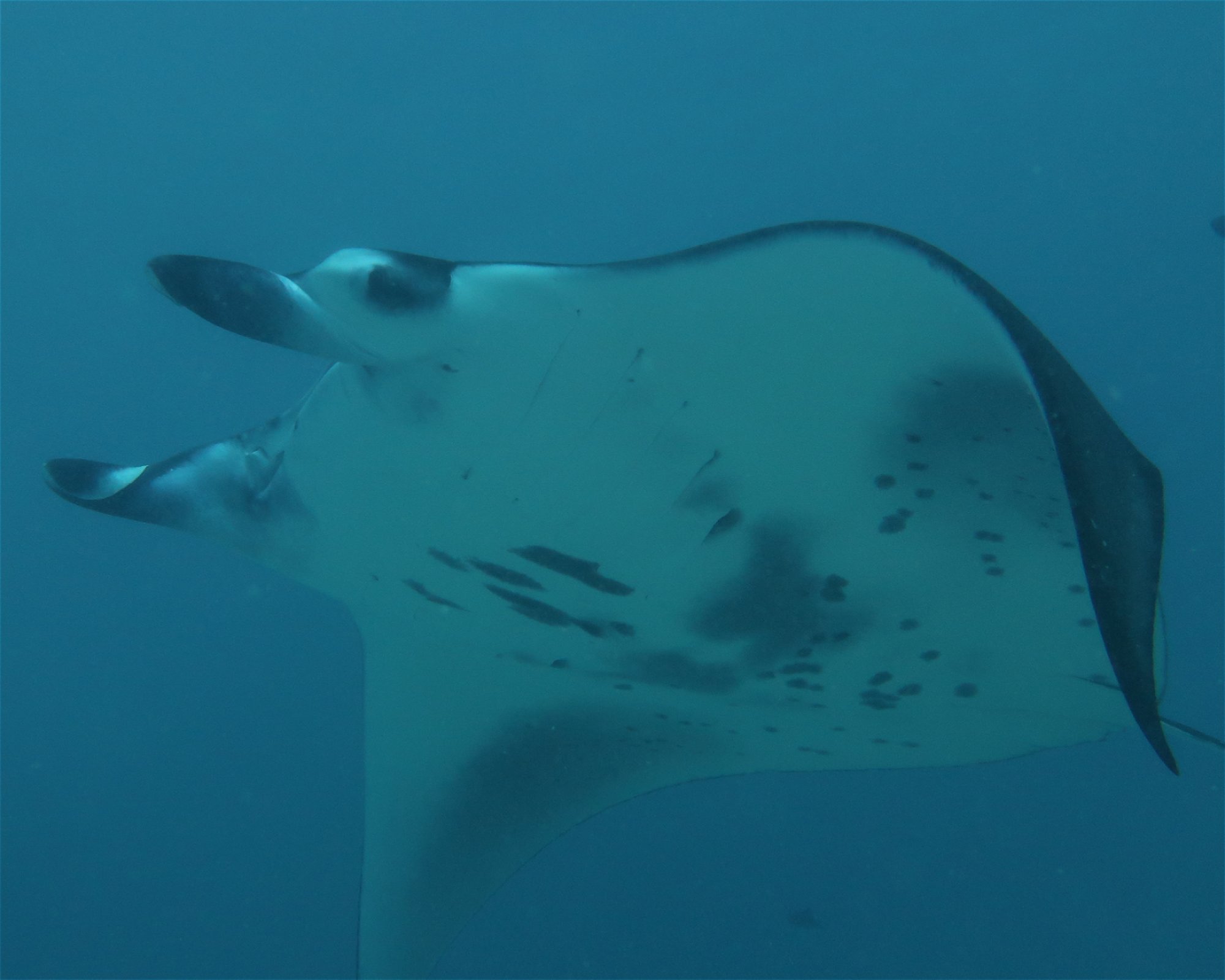 DivePoint Meedhupparu, 960 Meedhupparu
