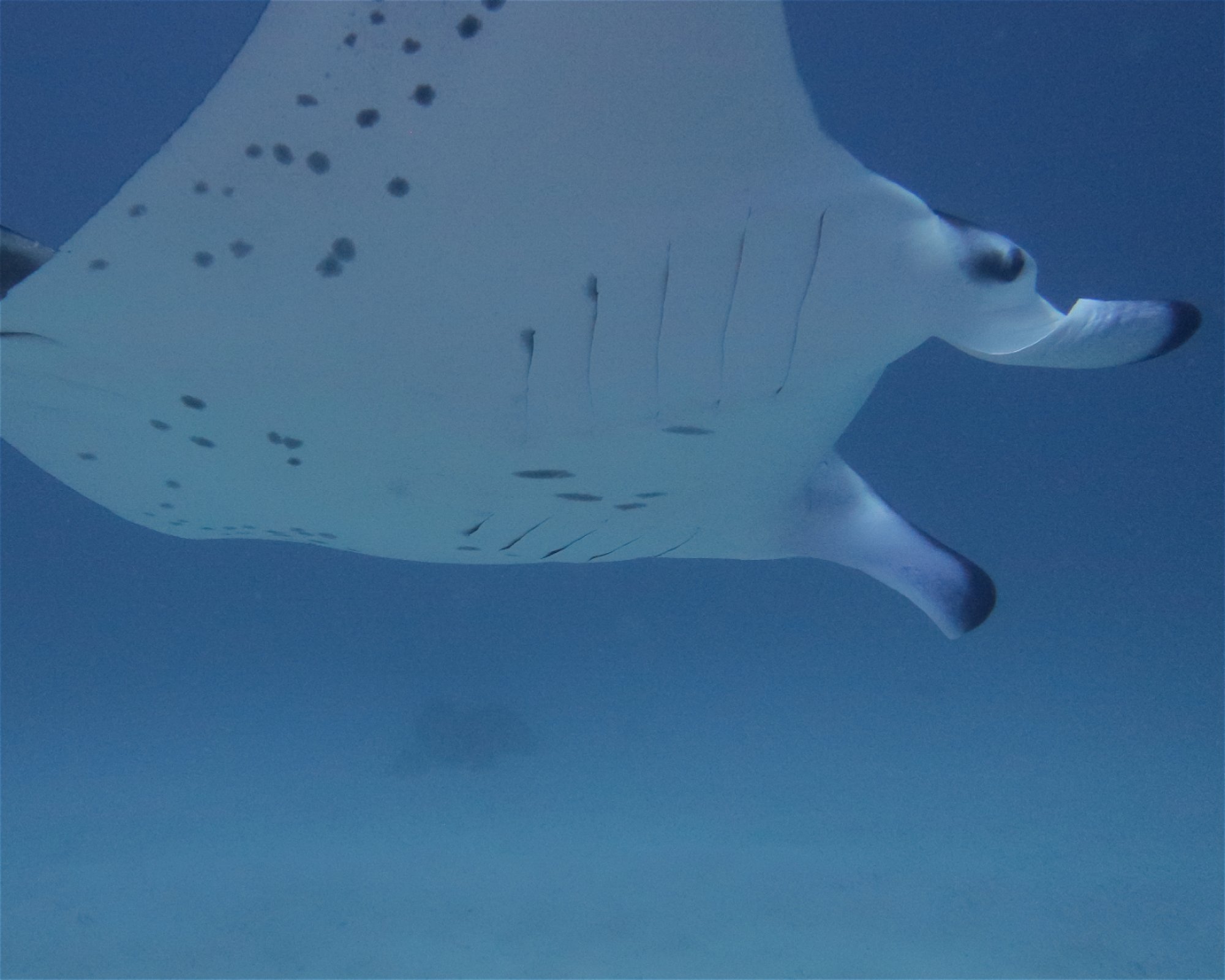 DivePoint Meedhupparu, 960 Meedhupparu