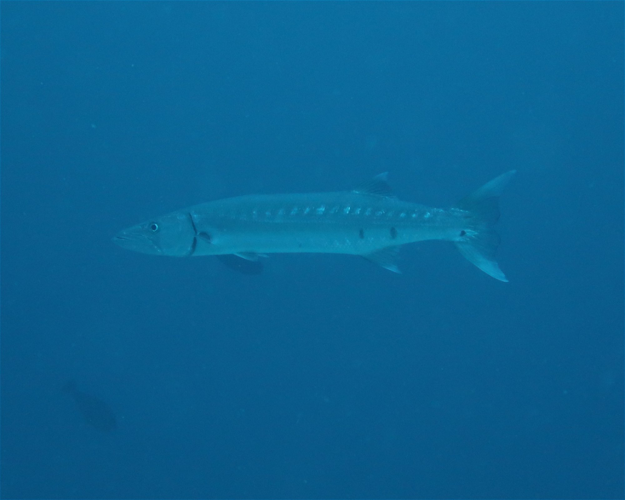 DivePoint Meedhupparu, 960 Meedhupparu