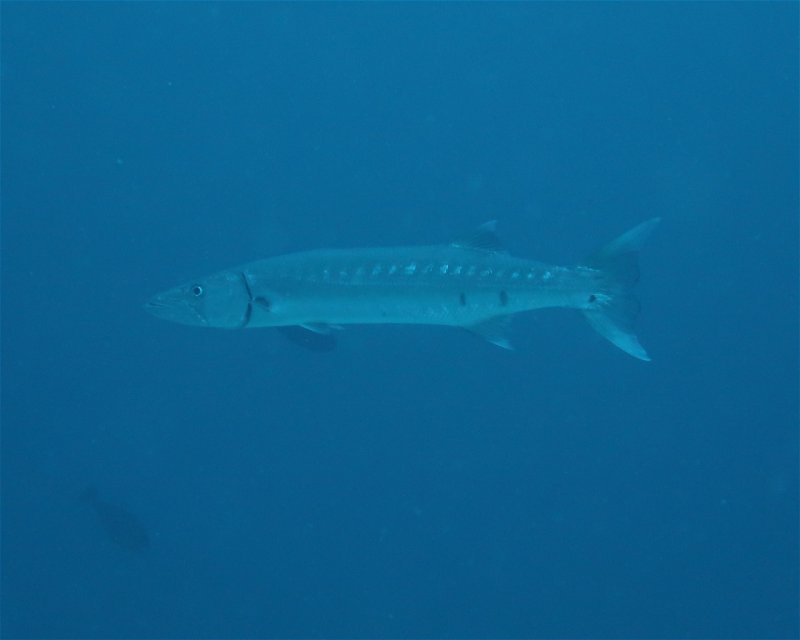 Divesite Image