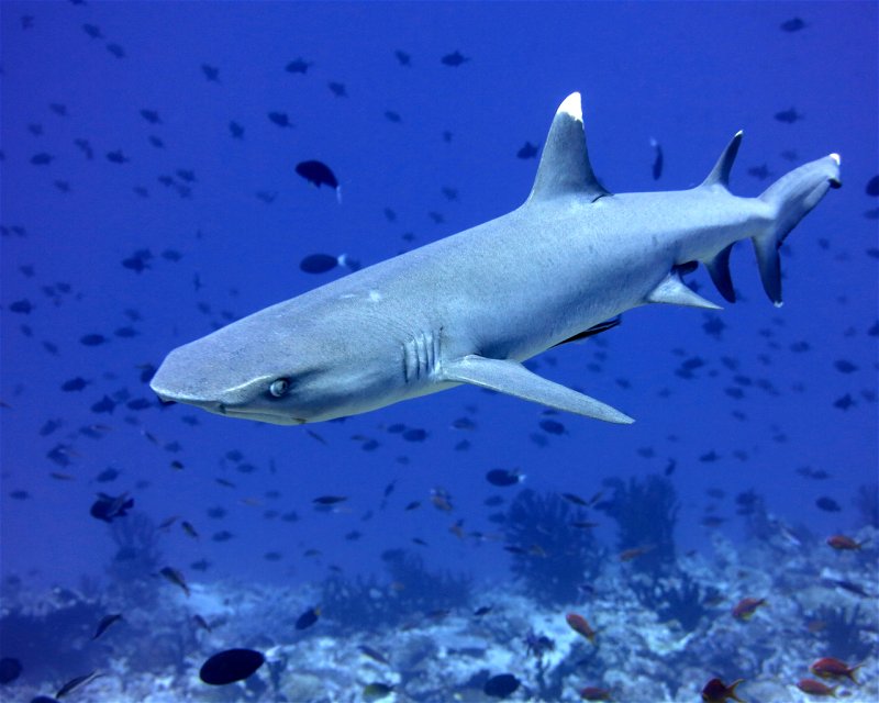 Divesite Image