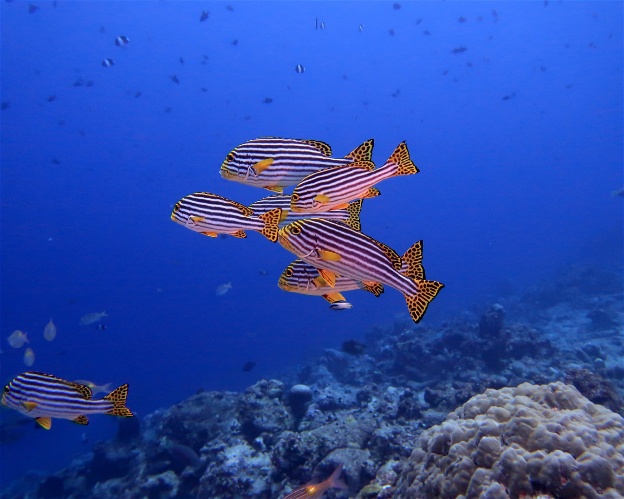 DivePoint Meedhupparu, 960 Meedhupparu