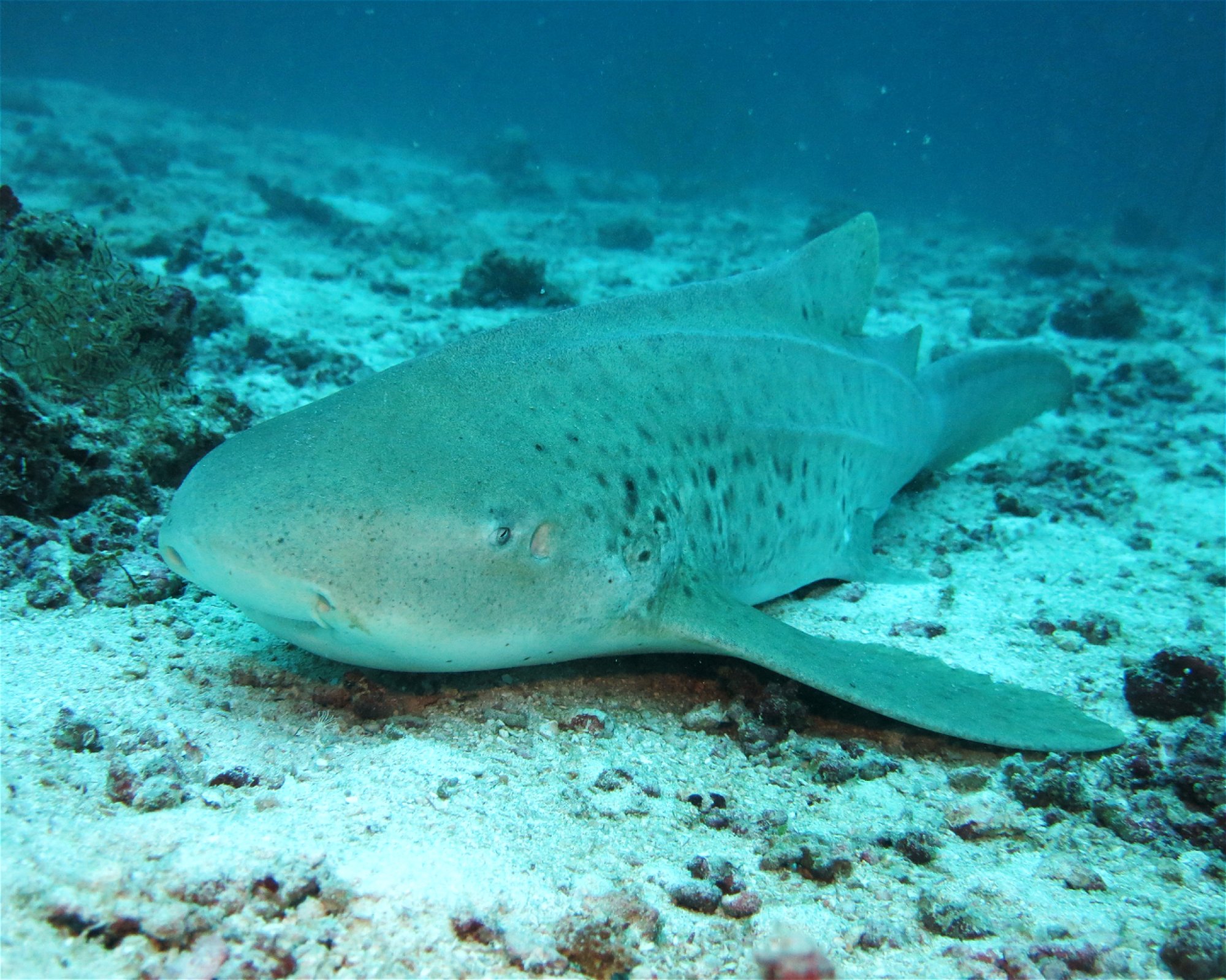 DivePoint Meedhupparu, 960 Meedhupparu