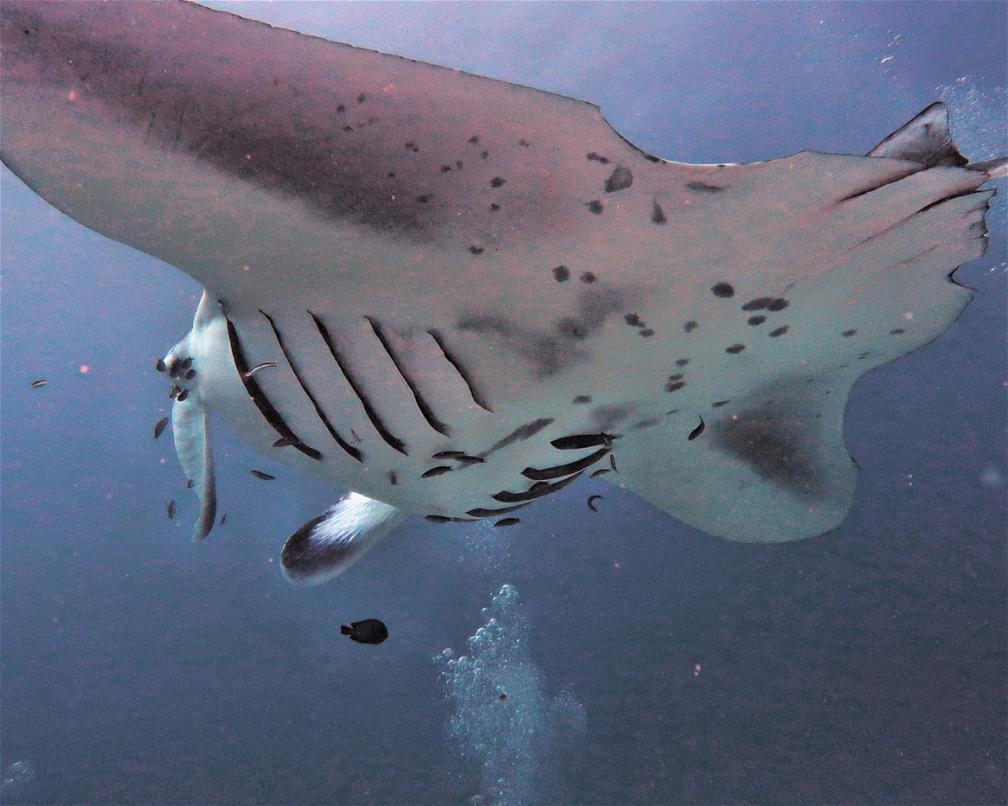 DivePoint Meedhupparu, 960 Meedhupparu