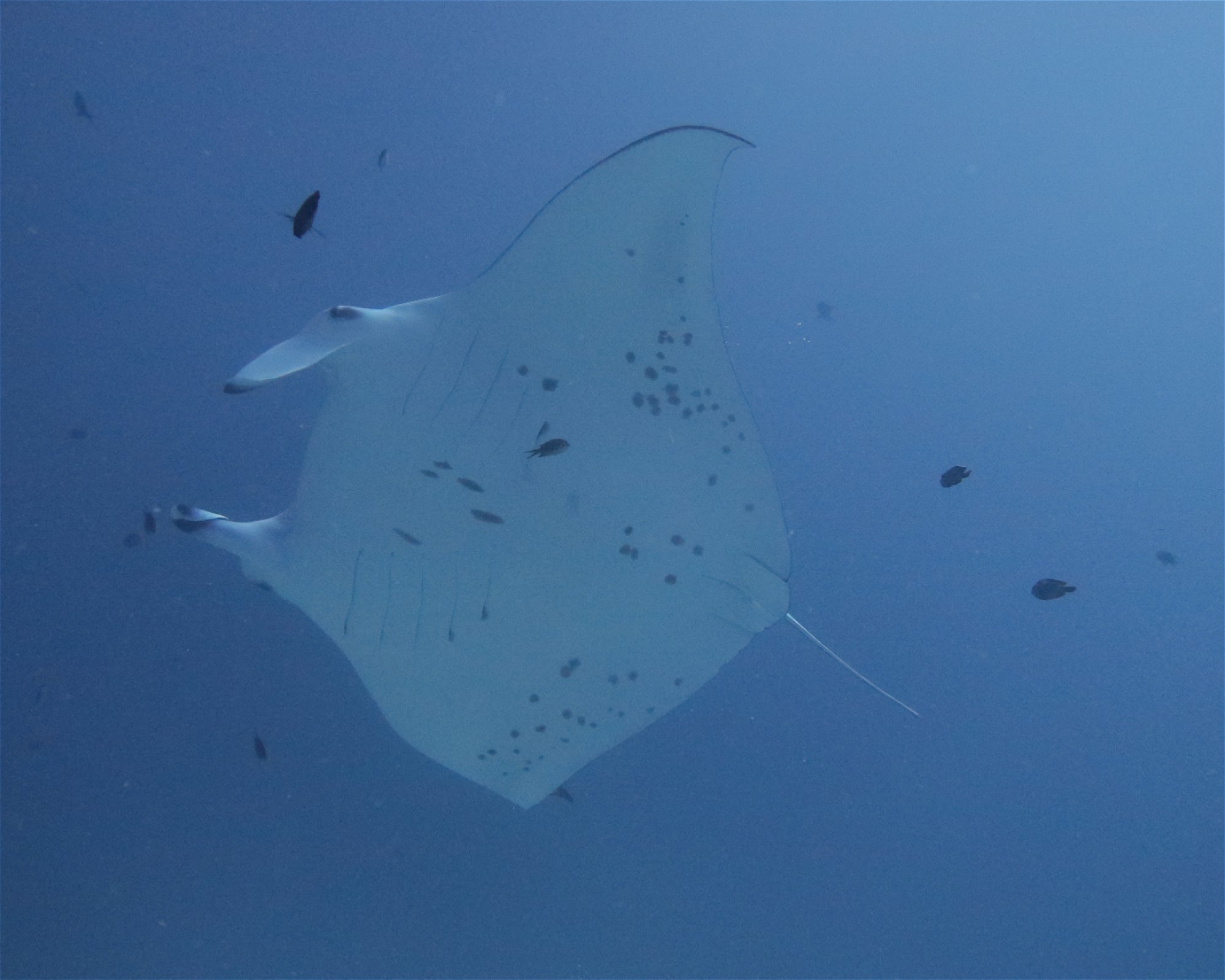 DivePoint Meedhupparu, 960 Meedhupparu