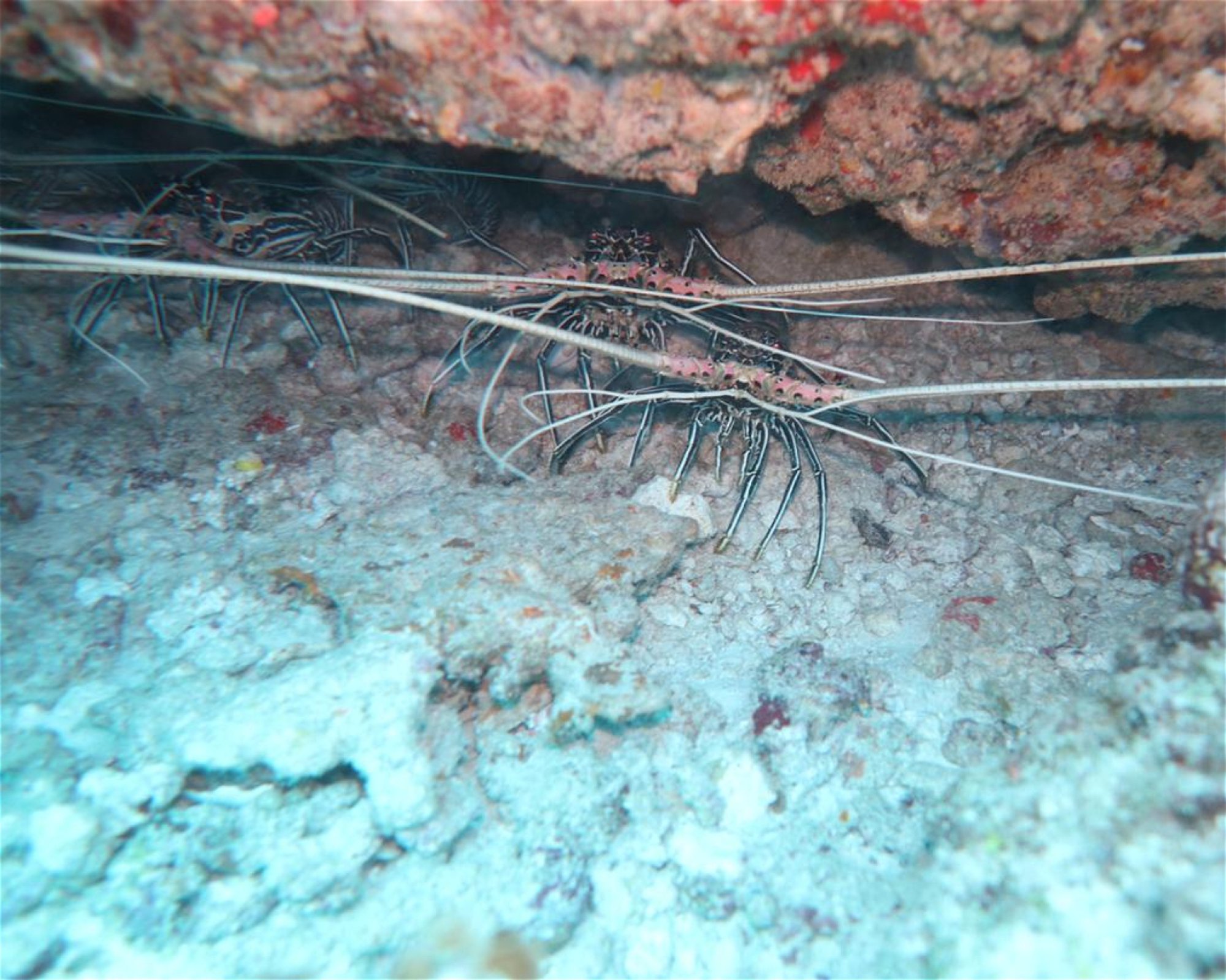 DivePoint Meedhupparu, 960 Meedhupparu