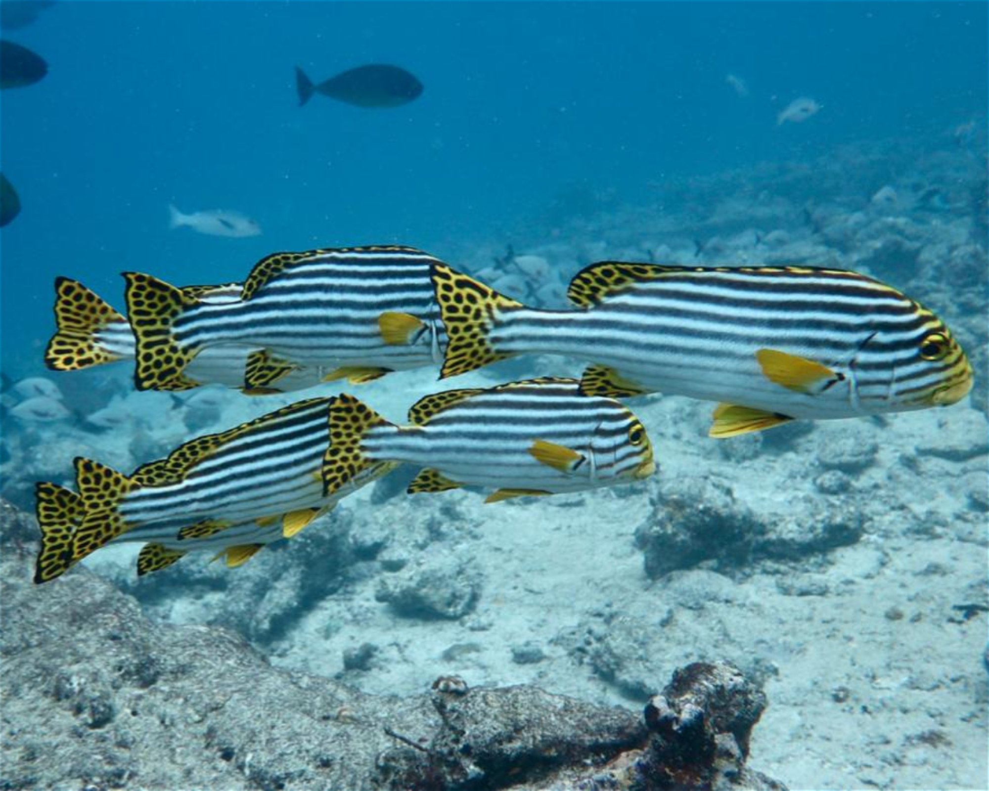 DivePoint Meedhupparu, 960 Meedhupparu