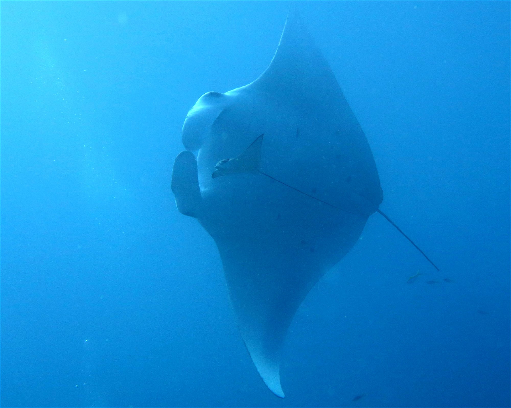DivePoint Meedhupparu, 960 Meedhupparu