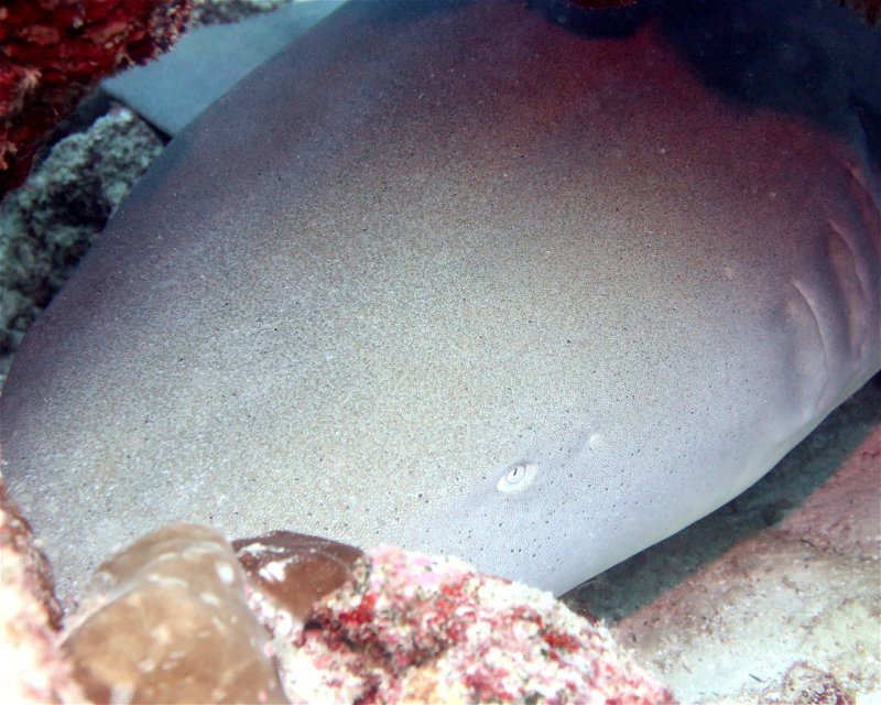 Divesite Image
