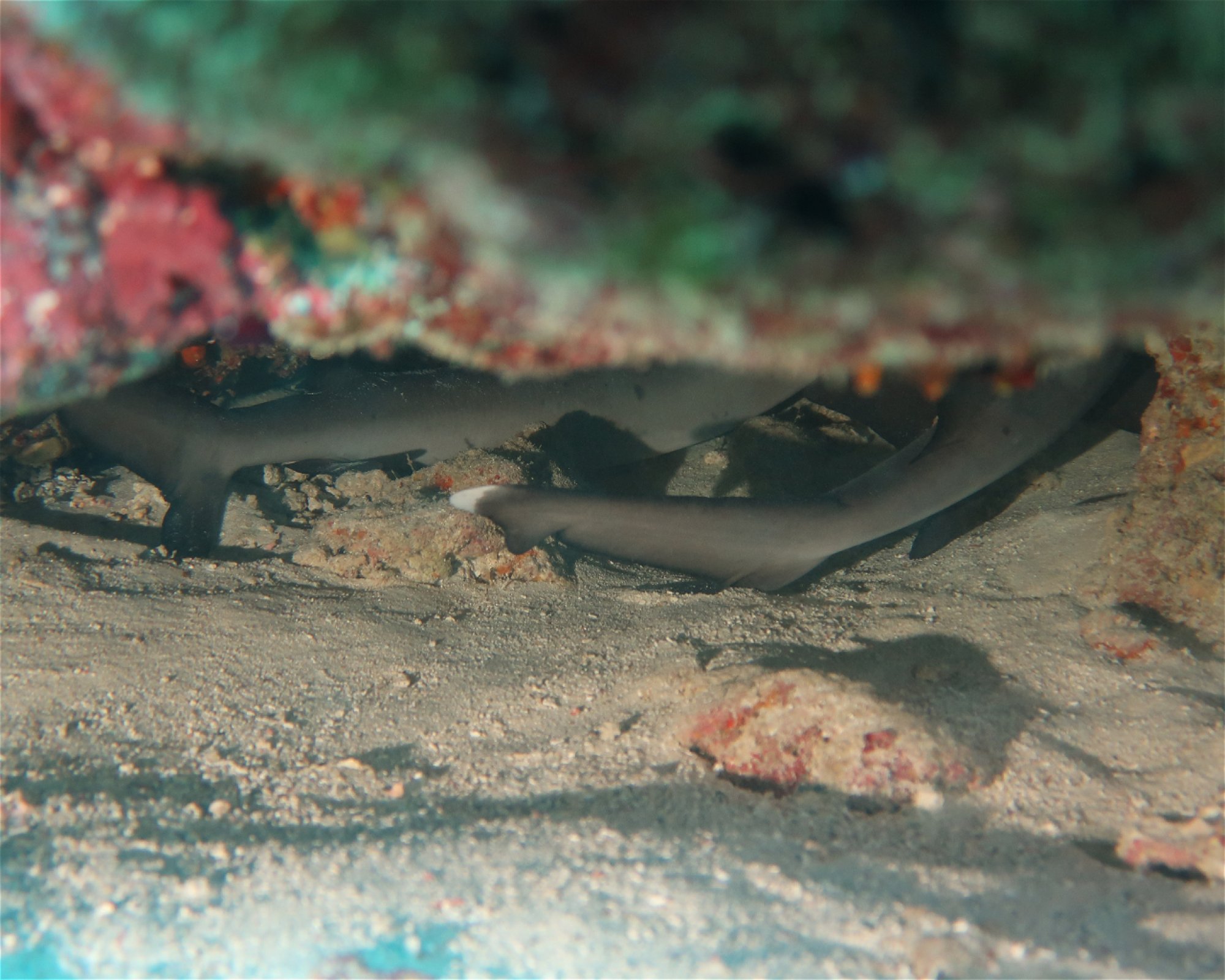 DivePoint Meedhupparu, 960 Meedhupparu