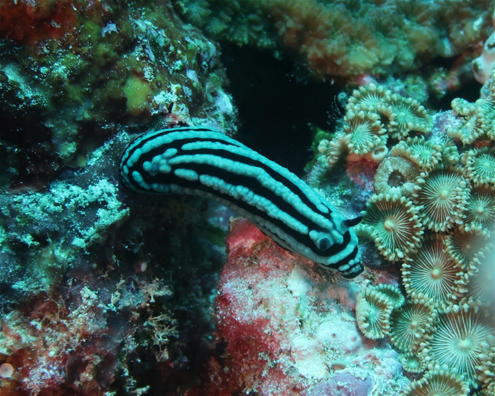 DivePoint Meedhupparu, 960 Meedhupparu