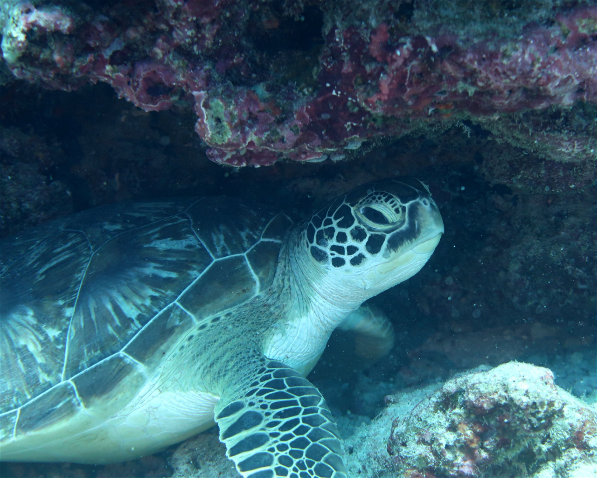 DivePoint Meedhupparu, 960 Meedhupparu