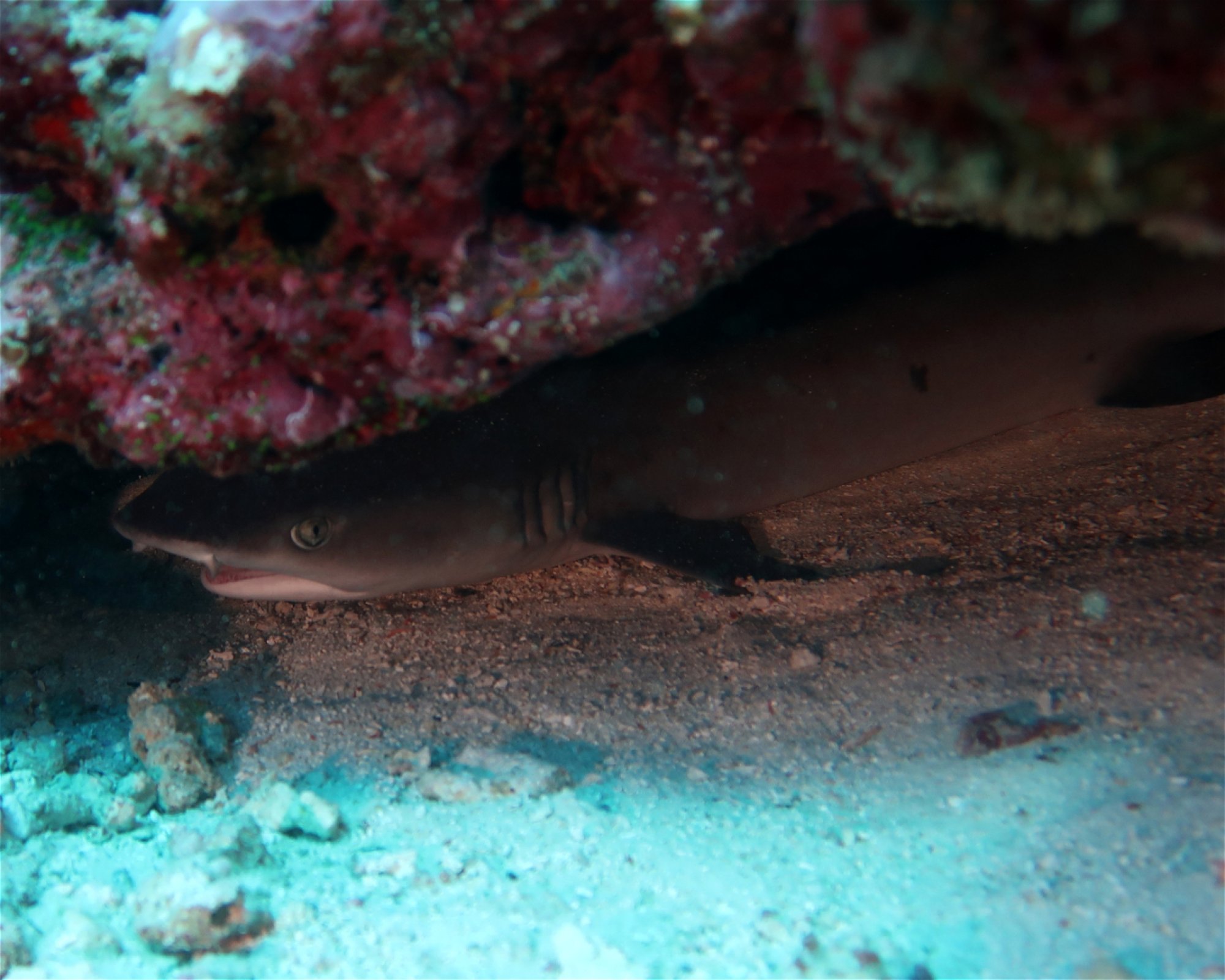DivePoint Meedhupparu, 960 Meedhupparu