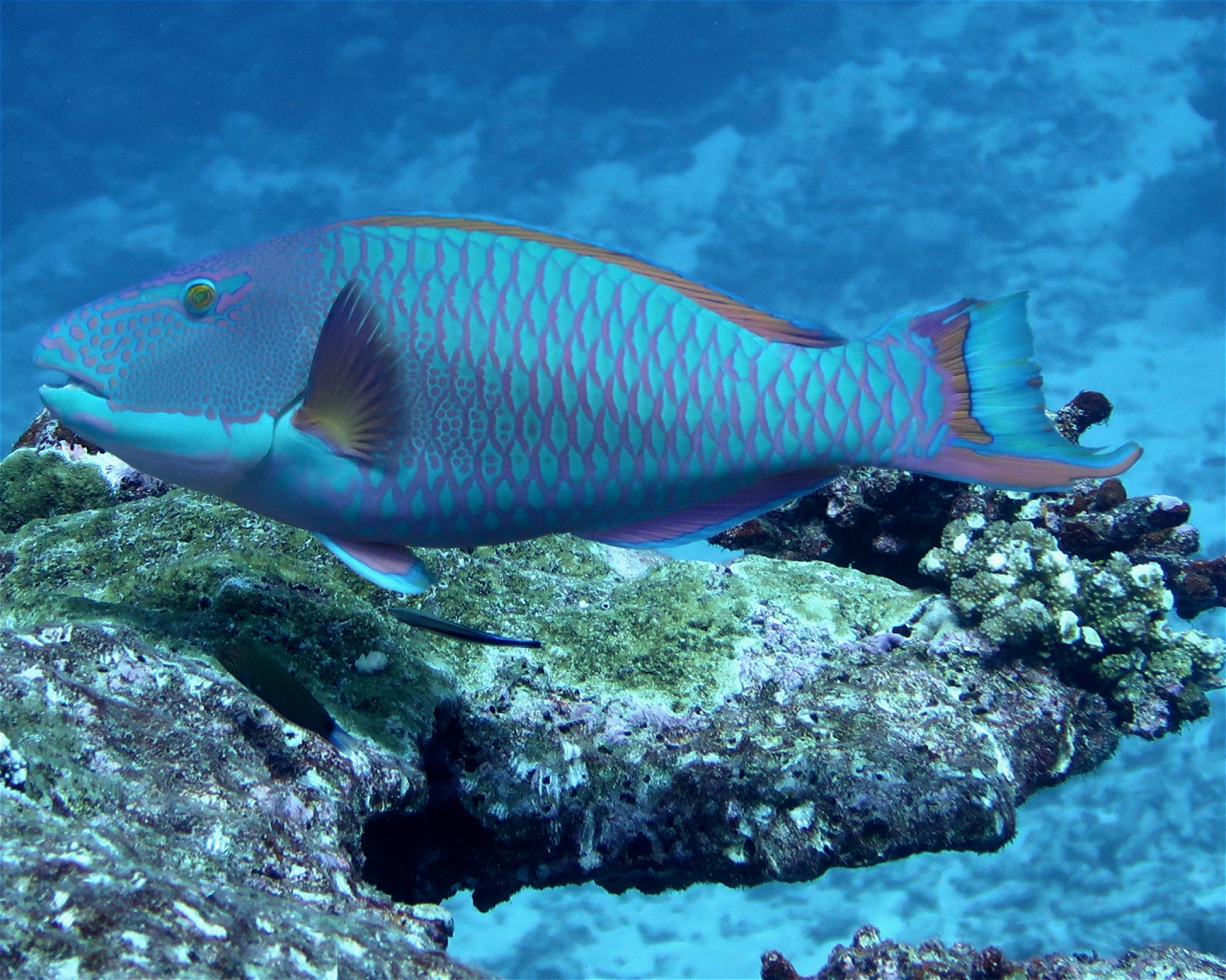 DivePoint Meedhupparu, 960 Meedhupparu