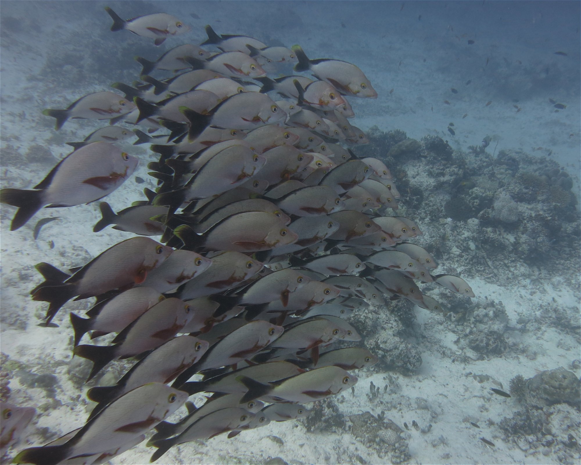 DivePoint Meedhupparu, 960 Meedhupparu