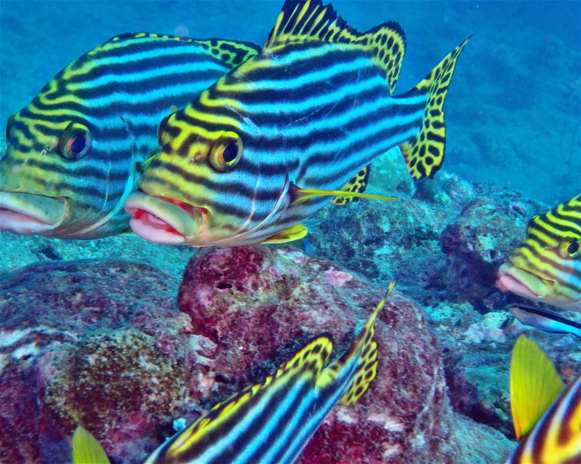 DivePoint Meedhupparu, 960 Meedhupparu