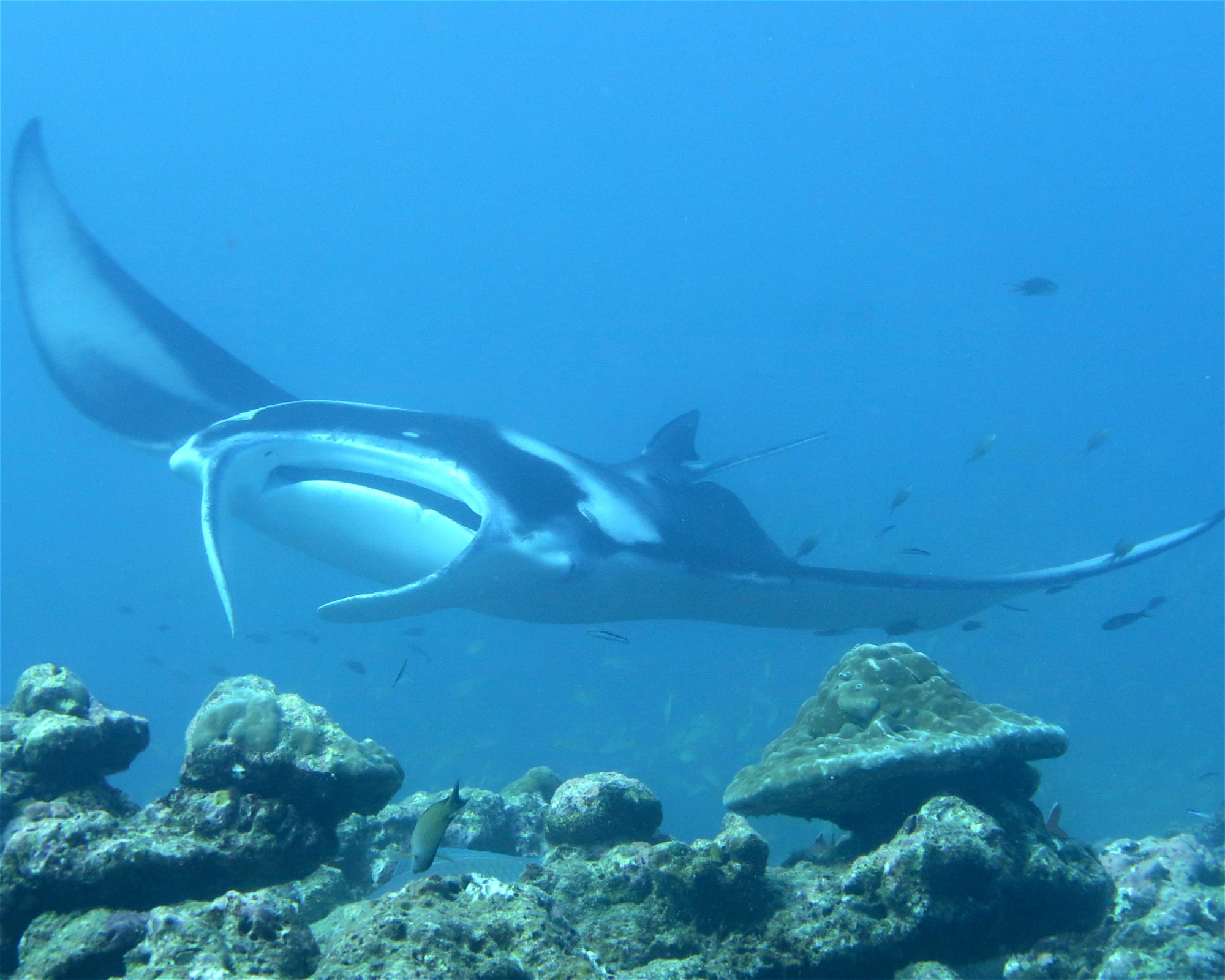 DivePoint Meedhupparu, 960 Meedhupparu