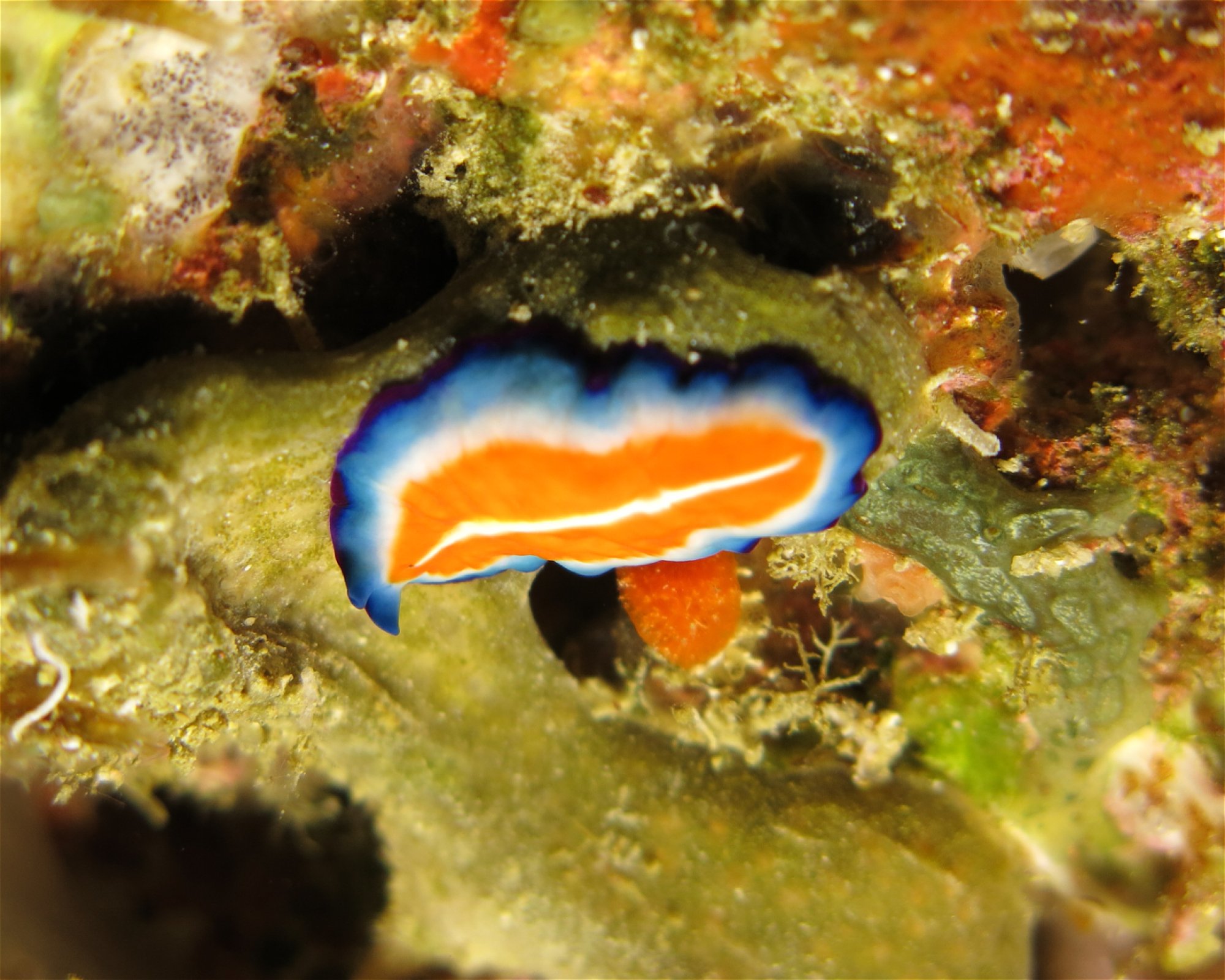DivePoint Meedhupparu, 960 Meedhupparu