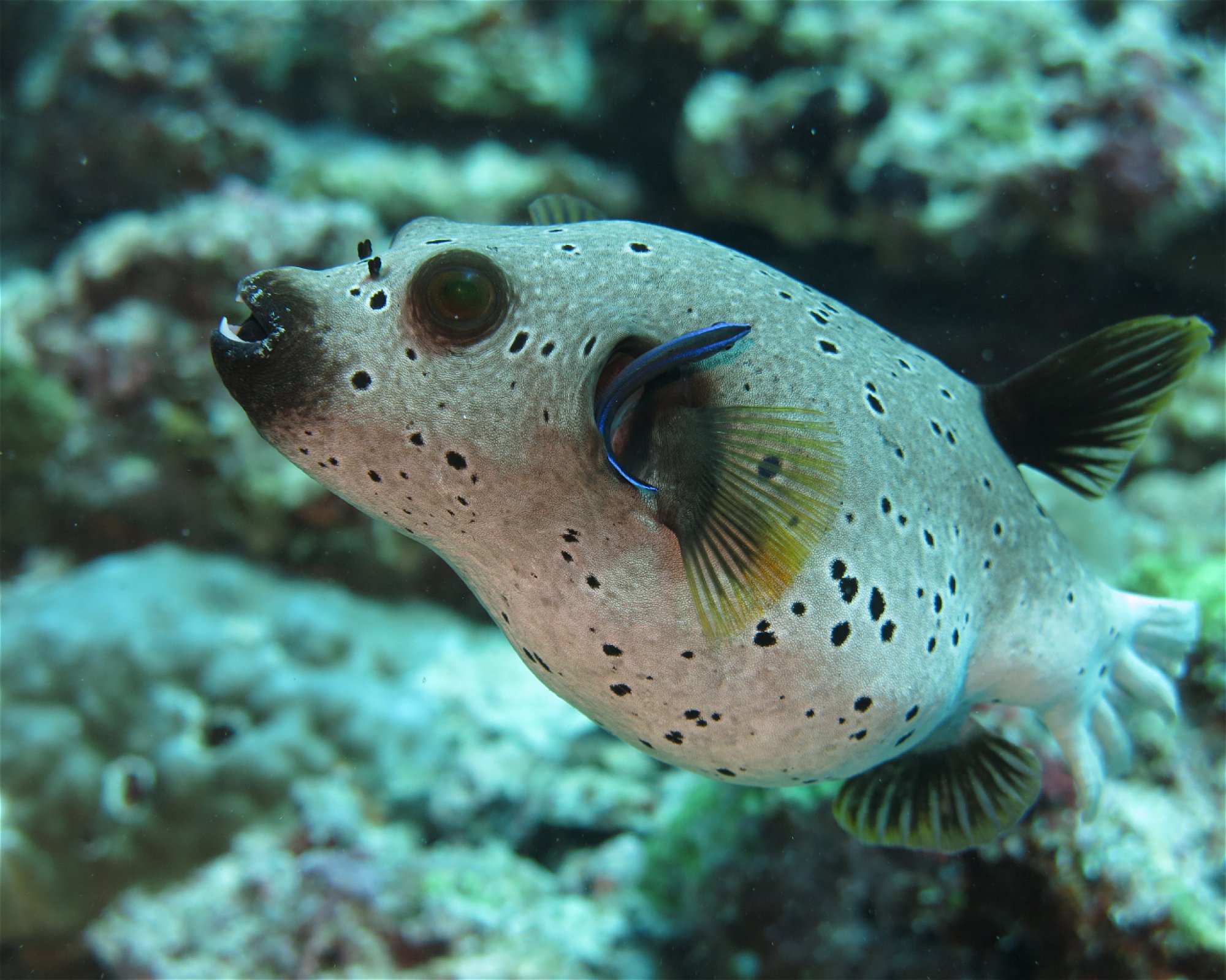DivePoint Meedhupparu, 960 Meedhupparu