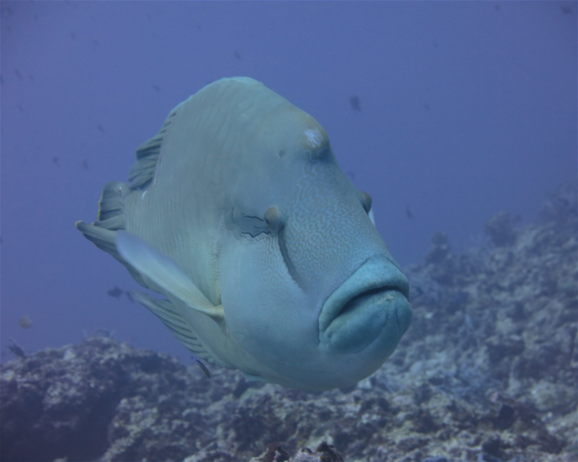 DivePoint Meedhupparu, 960 Meedhupparu