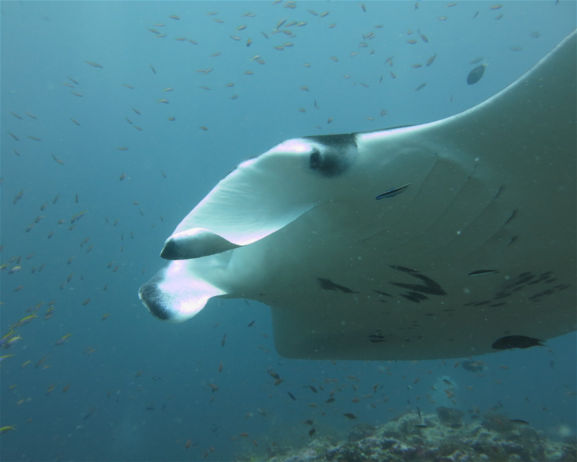 DivePoint Meedhupparu, 960 Meedhupparu