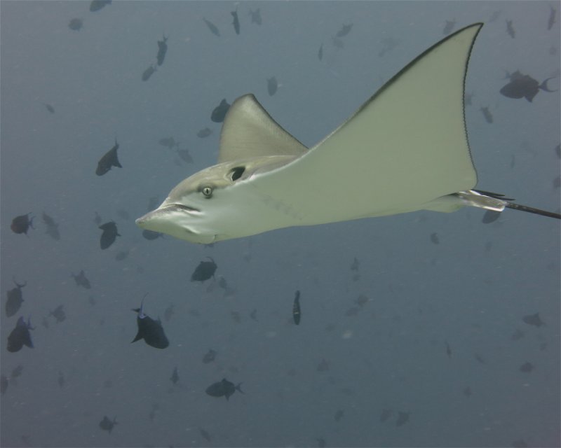 Divesite Image
