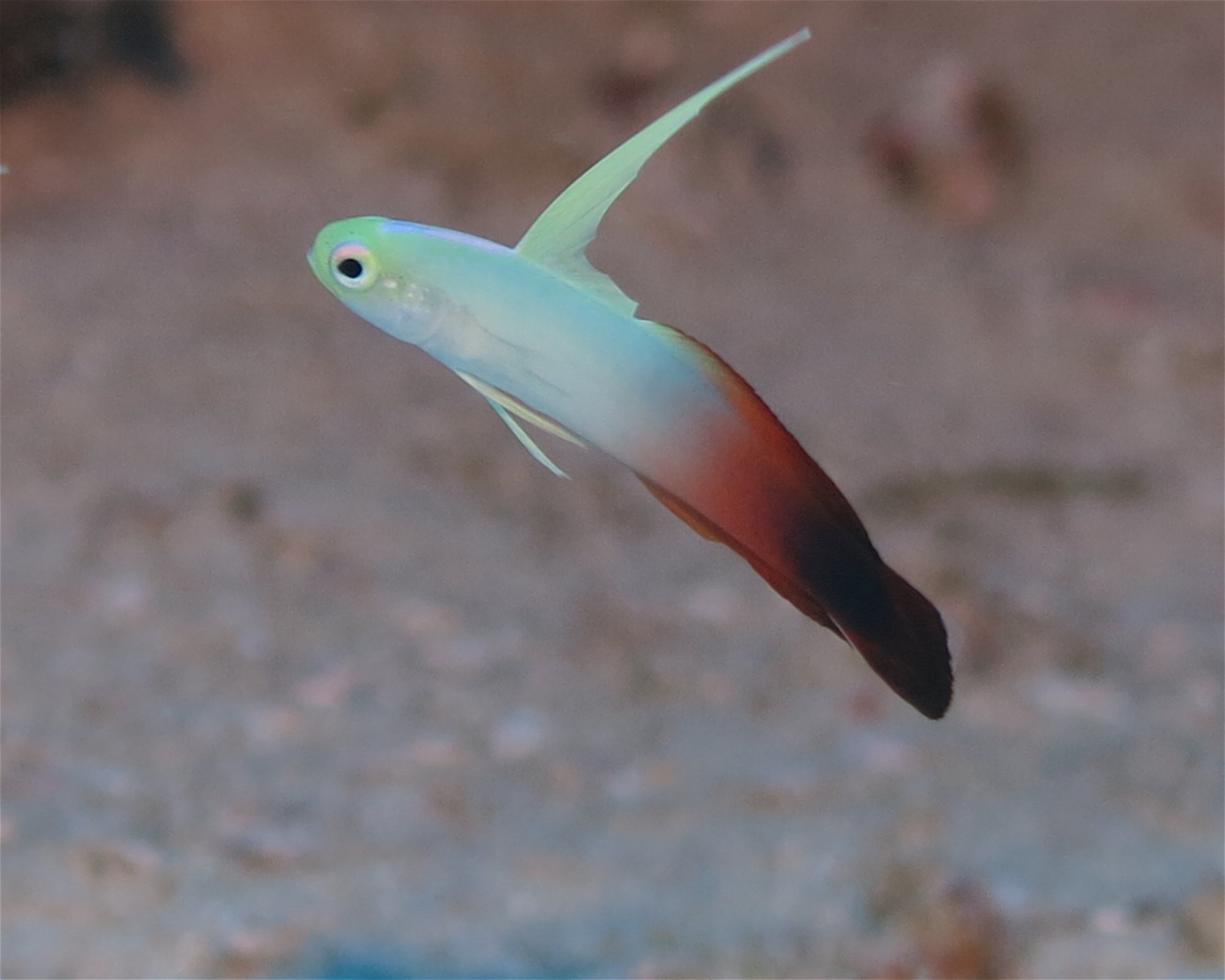 DivePoint Meedhupparu, 960 Meedhupparu