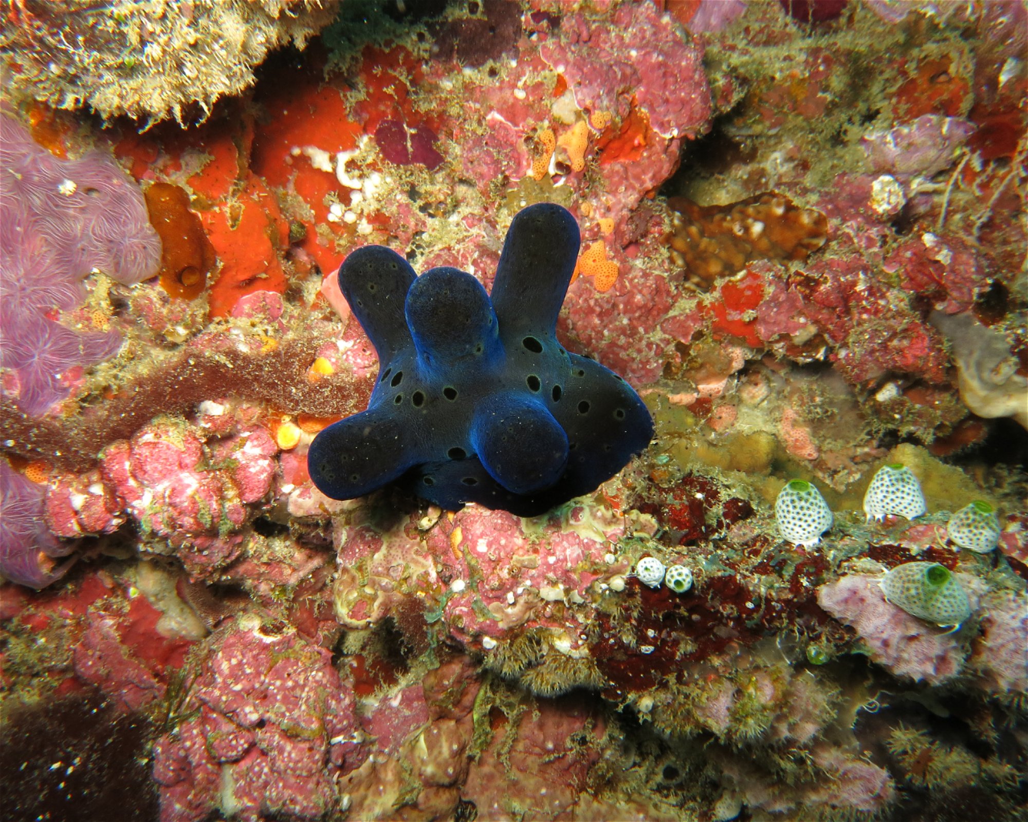 DivePoint Meedhupparu, 960 Meedhupparu