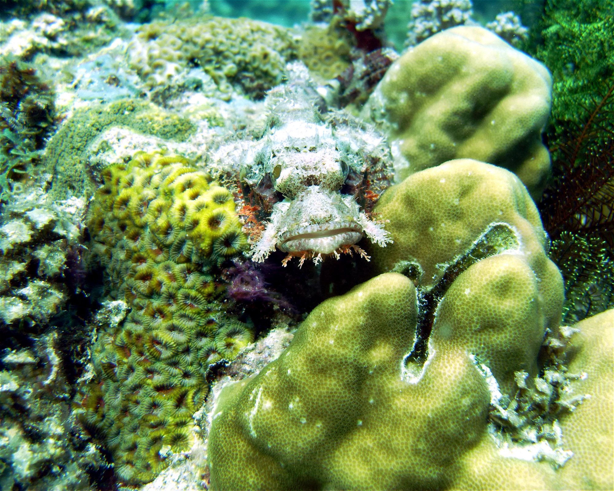 DivePoint Meedhupparu, 960 Meedhupparu