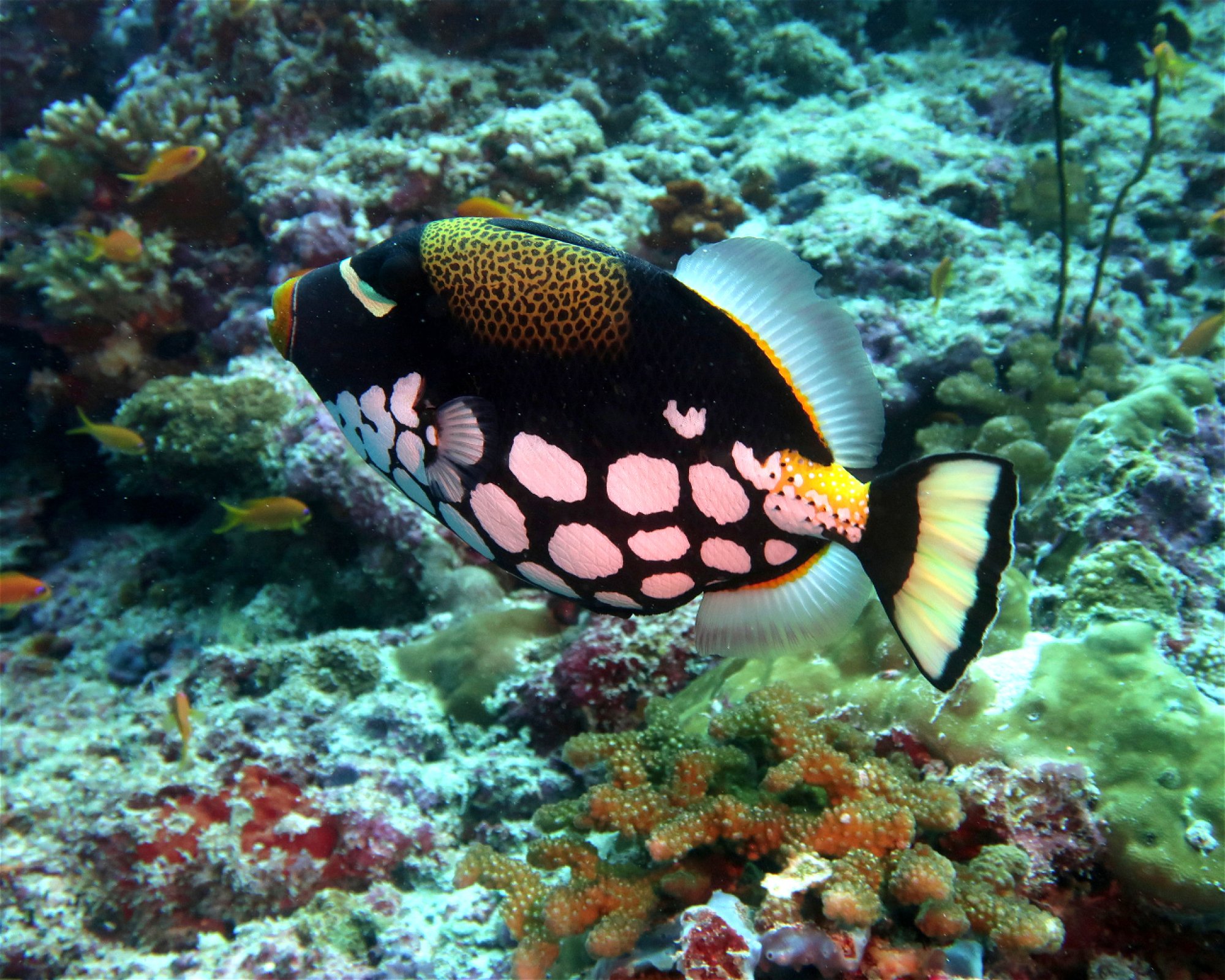 DivePoint Meedhupparu, 960 Meedhupparu