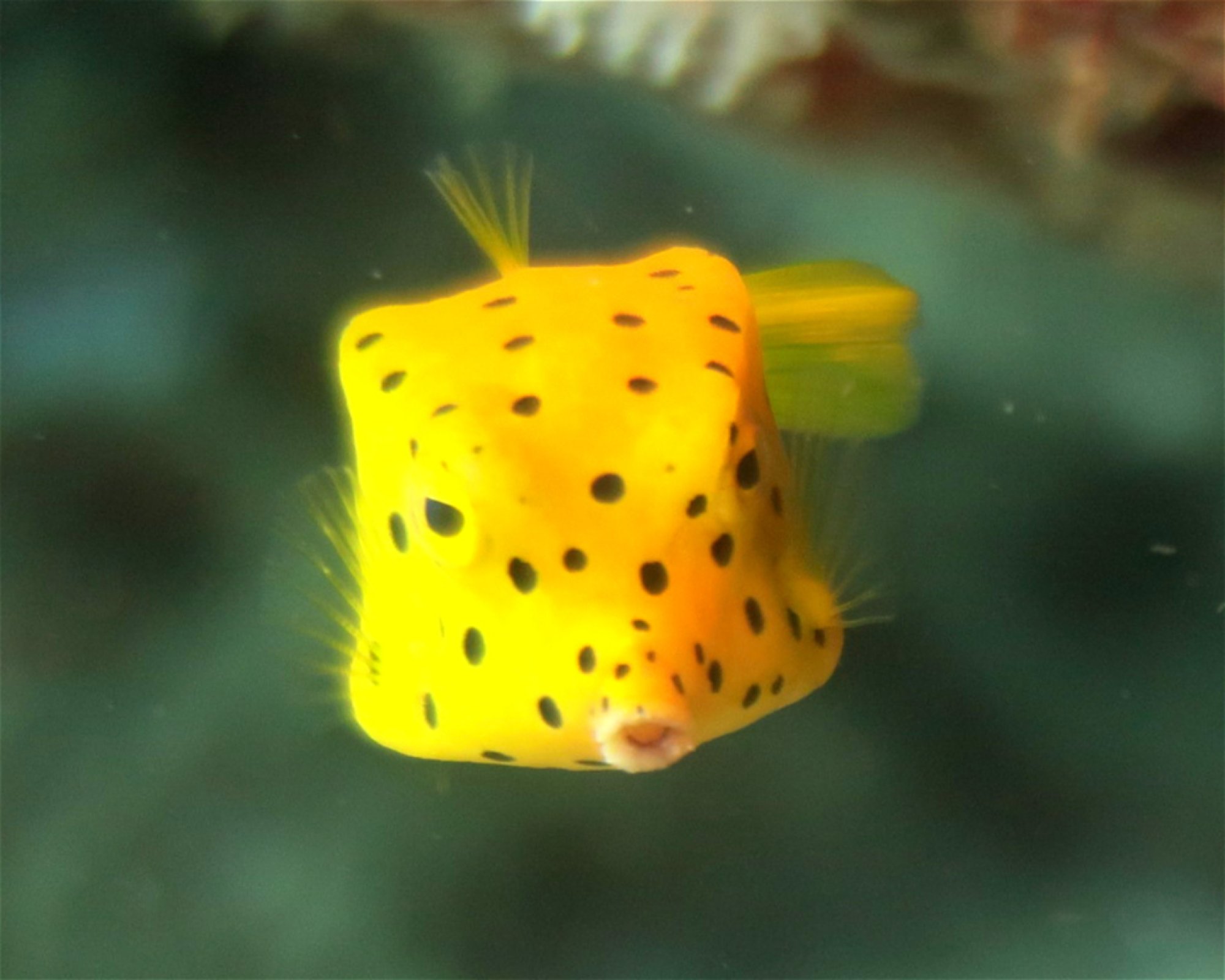 DivePoint Meedhupparu, 960 Meedhupparu