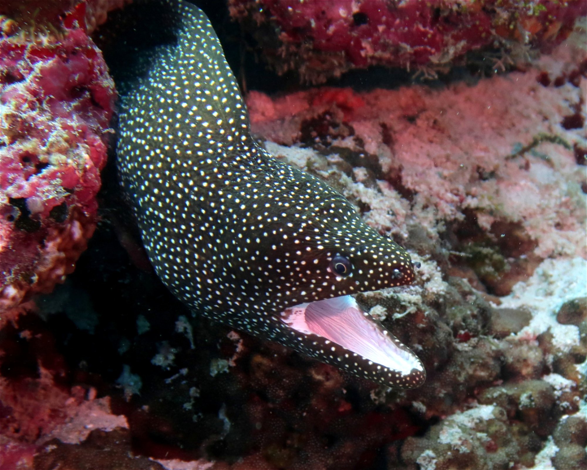 DivePoint Meedhupparu, 960 Meedhupparu