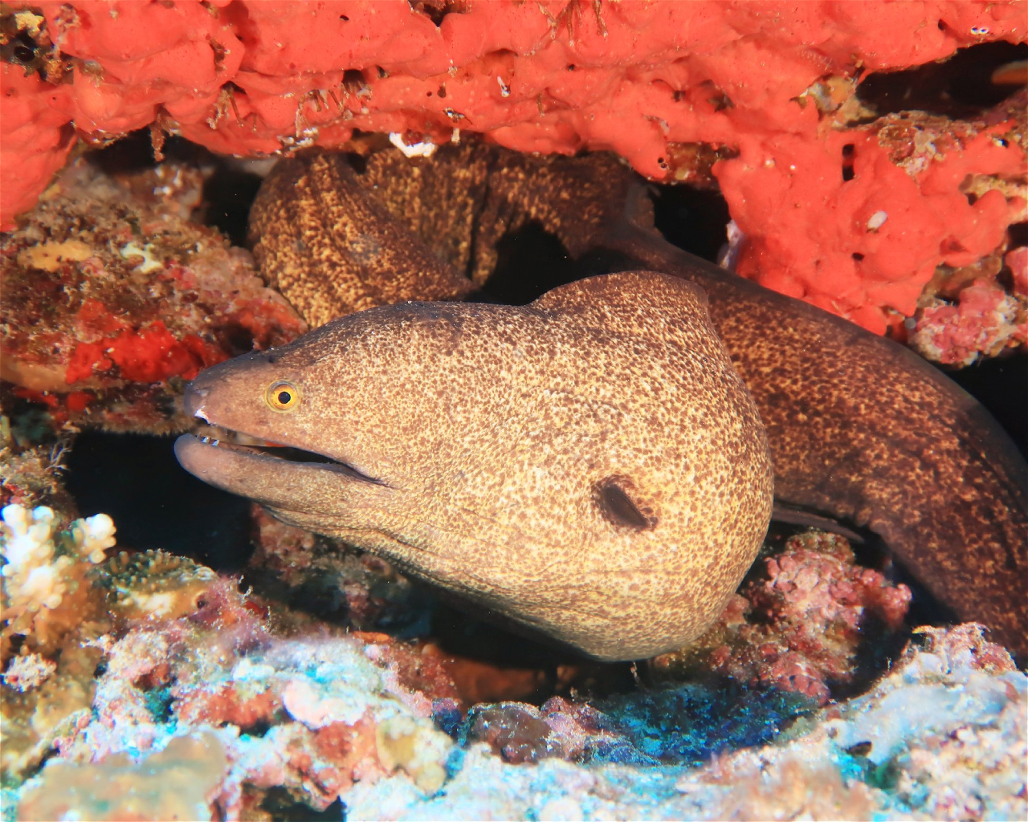 DivePoint Meedhupparu, 960 Meedhupparu