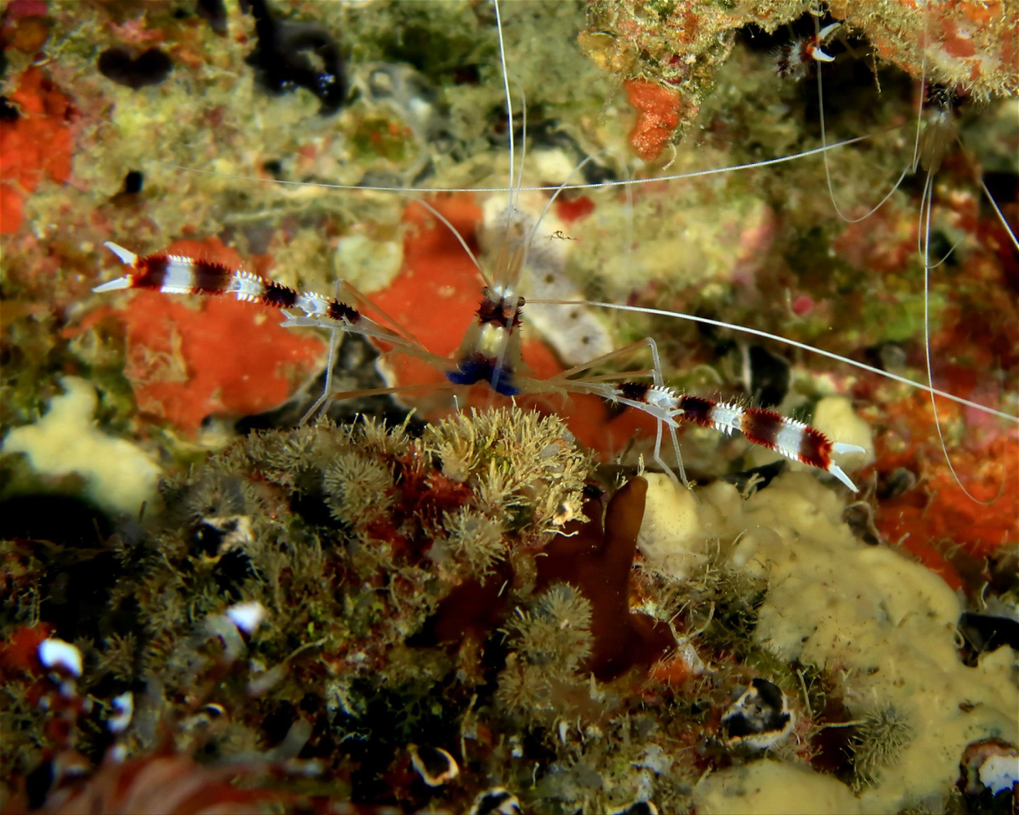 DivePoint Meedhupparu, 960 Meedhupparu