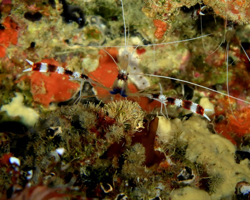 Divesite Image