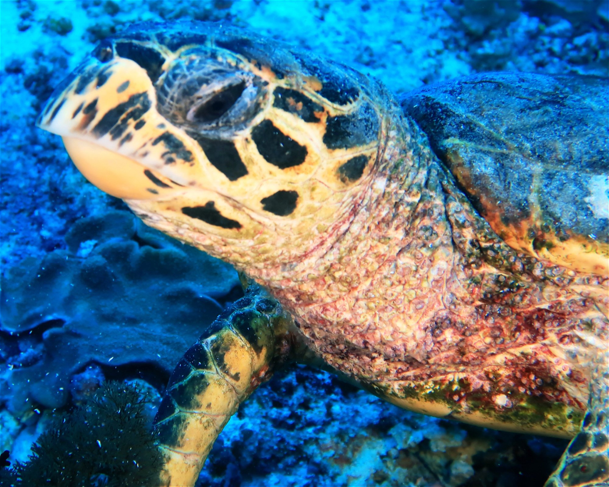 DivePoint Meedhupparu, 960 Meedhupparu