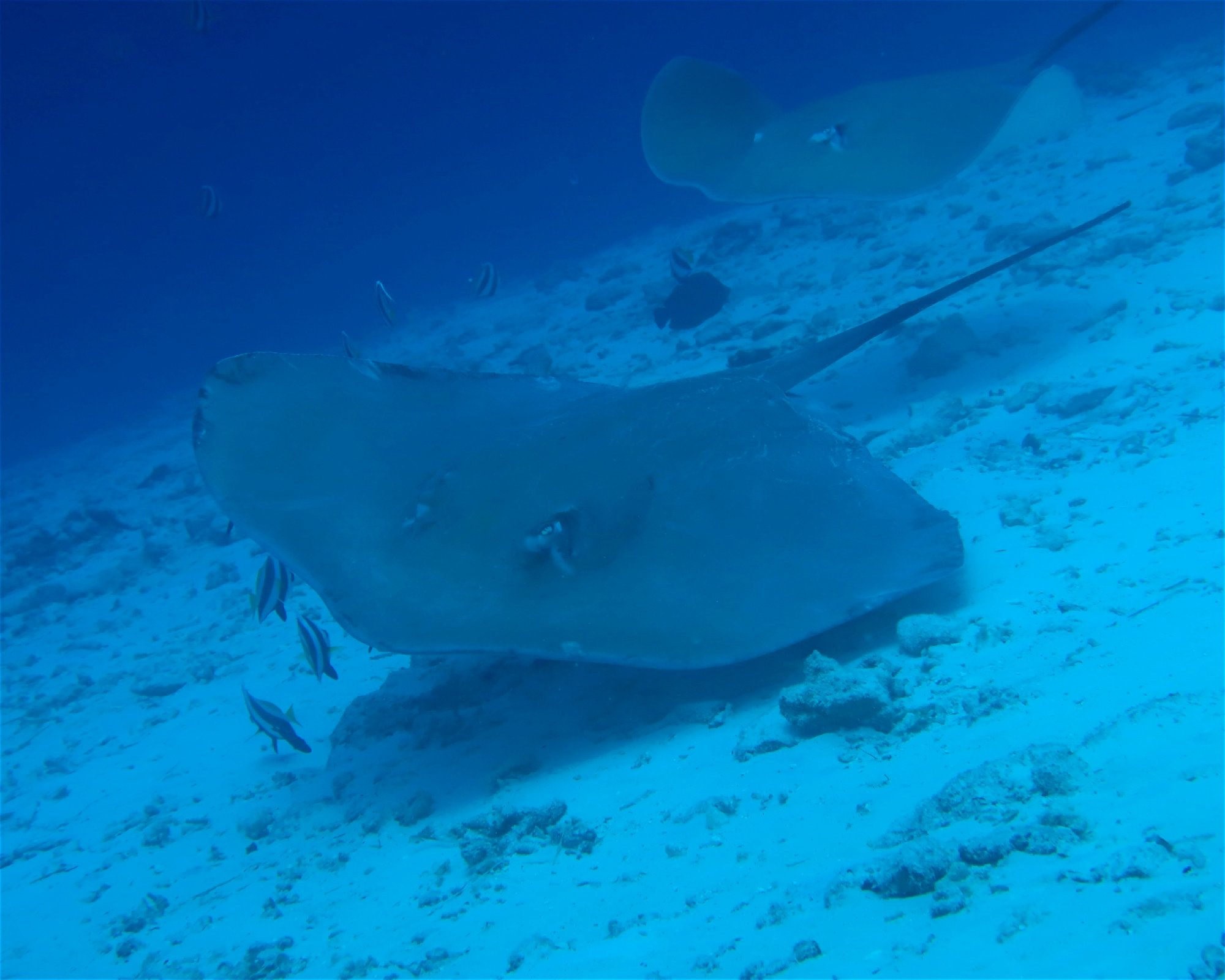DivePoint Meedhupparu, 960 Meedhupparu