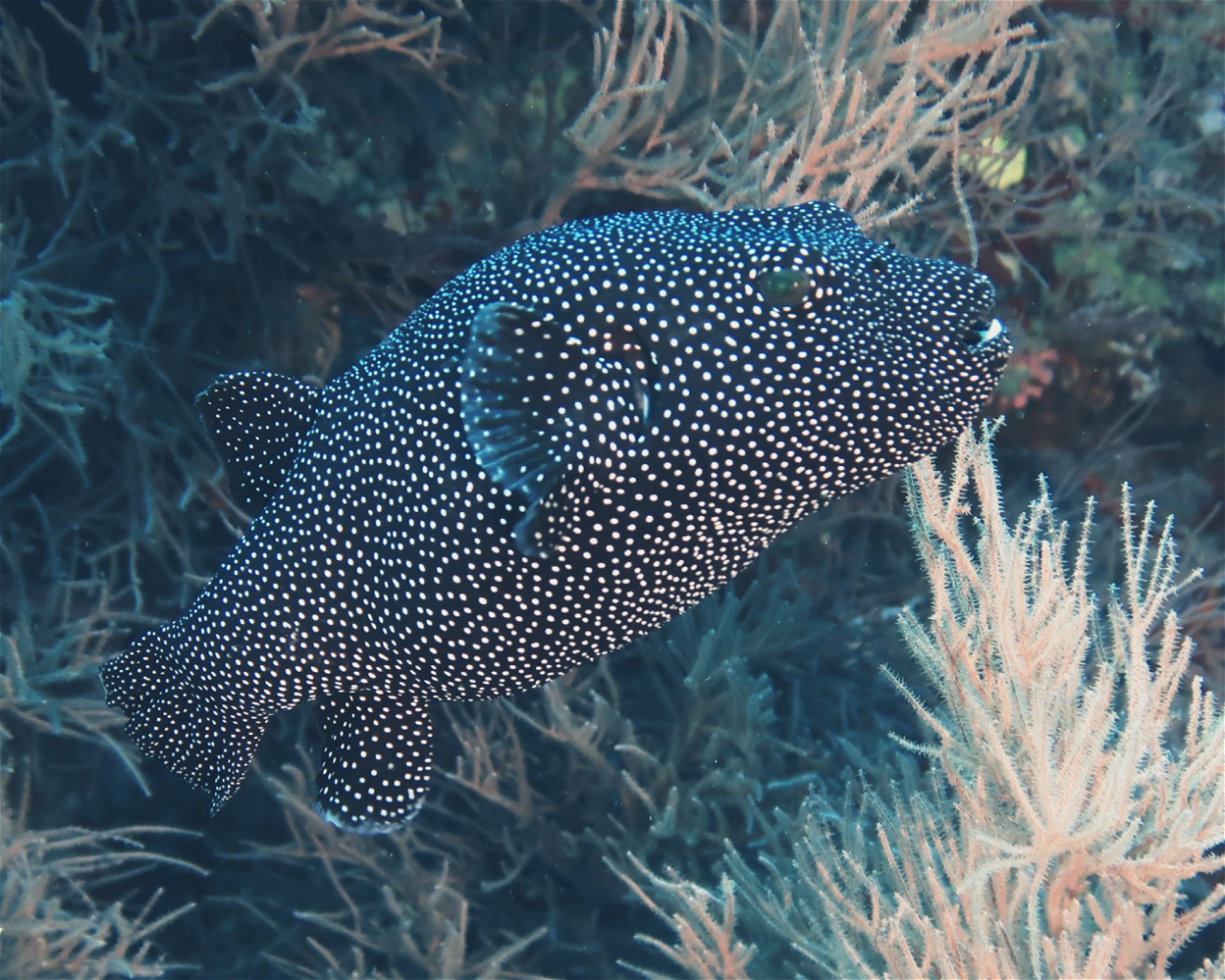 DivePoint Meedhupparu, 960 Meedhupparu