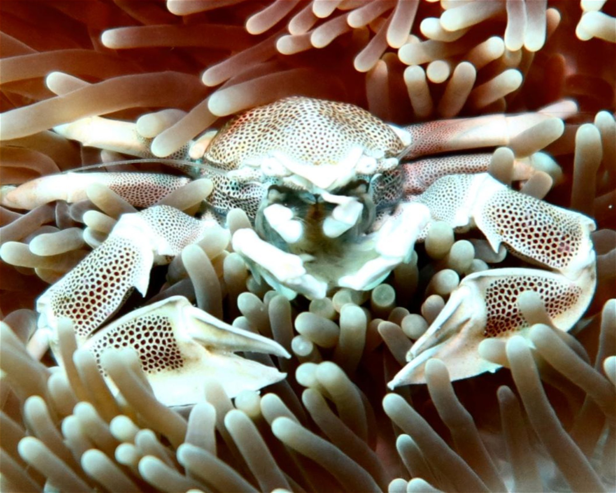 DivePoint Meedhupparu, 960 Meedhupparu