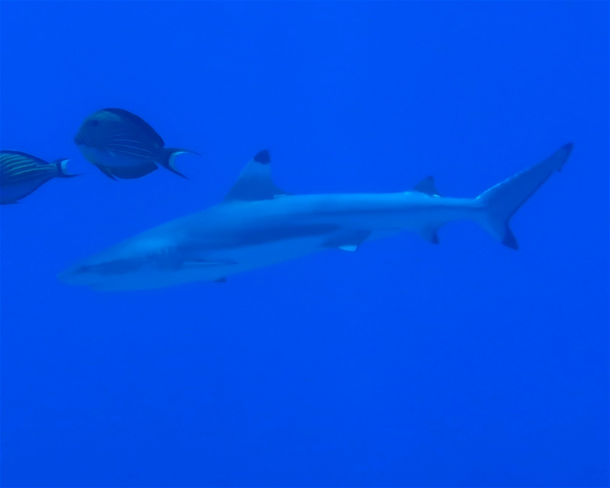 DivePoint Meedhupparu, 960 Meedhupparu