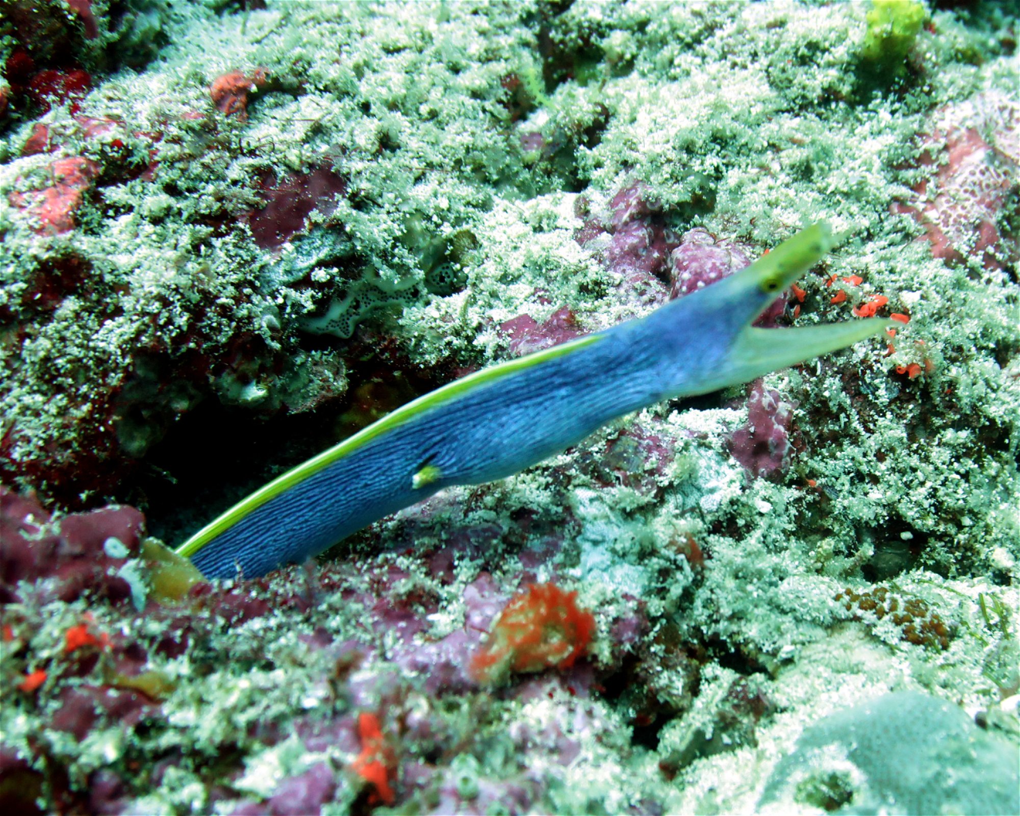 DivePoint Meedhupparu, 960 Meedhupparu