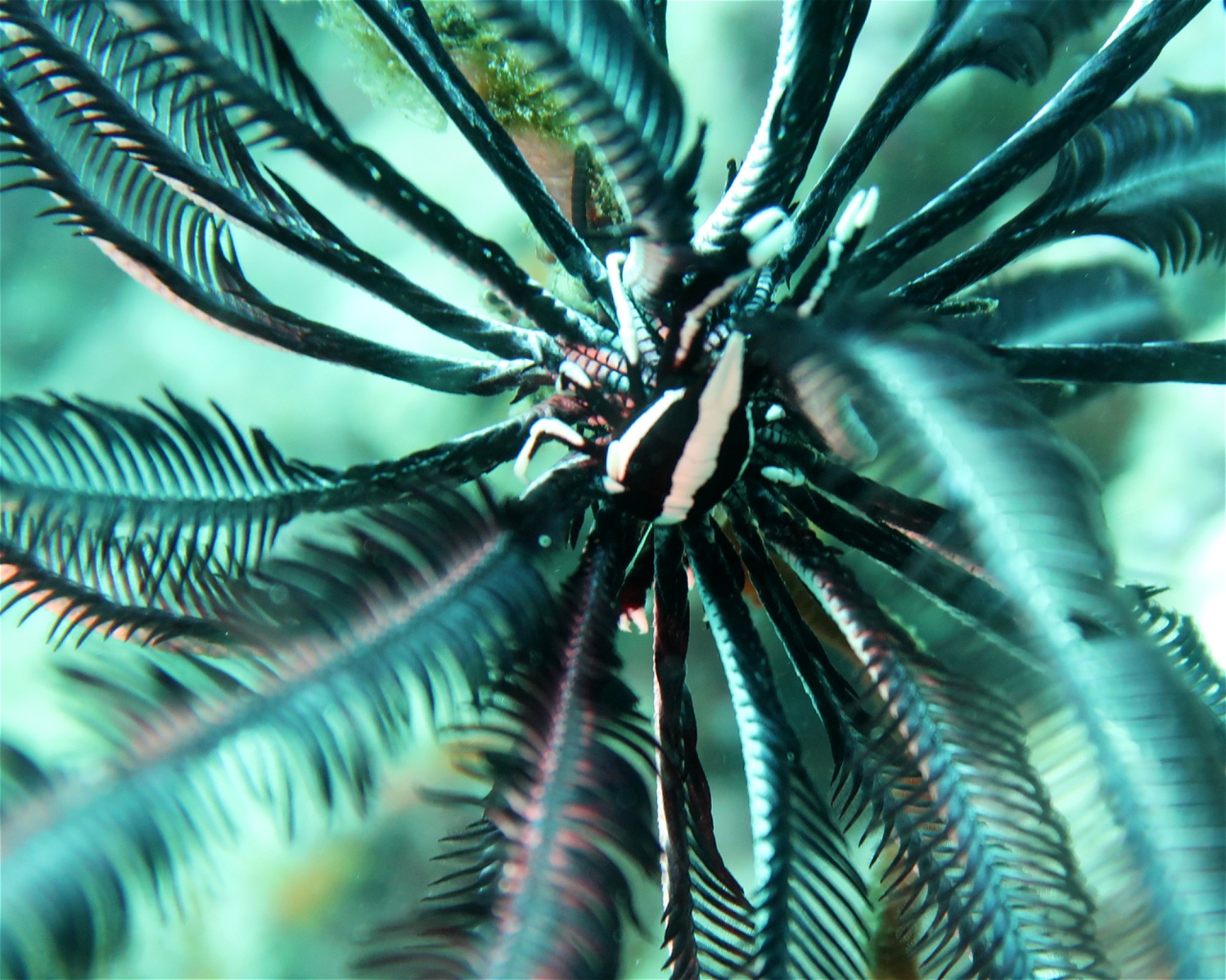 DivePoint Meedhupparu, 960 Meedhupparu