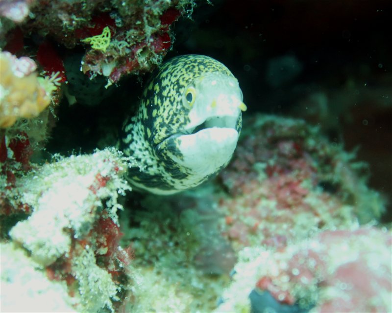 Divesite Image